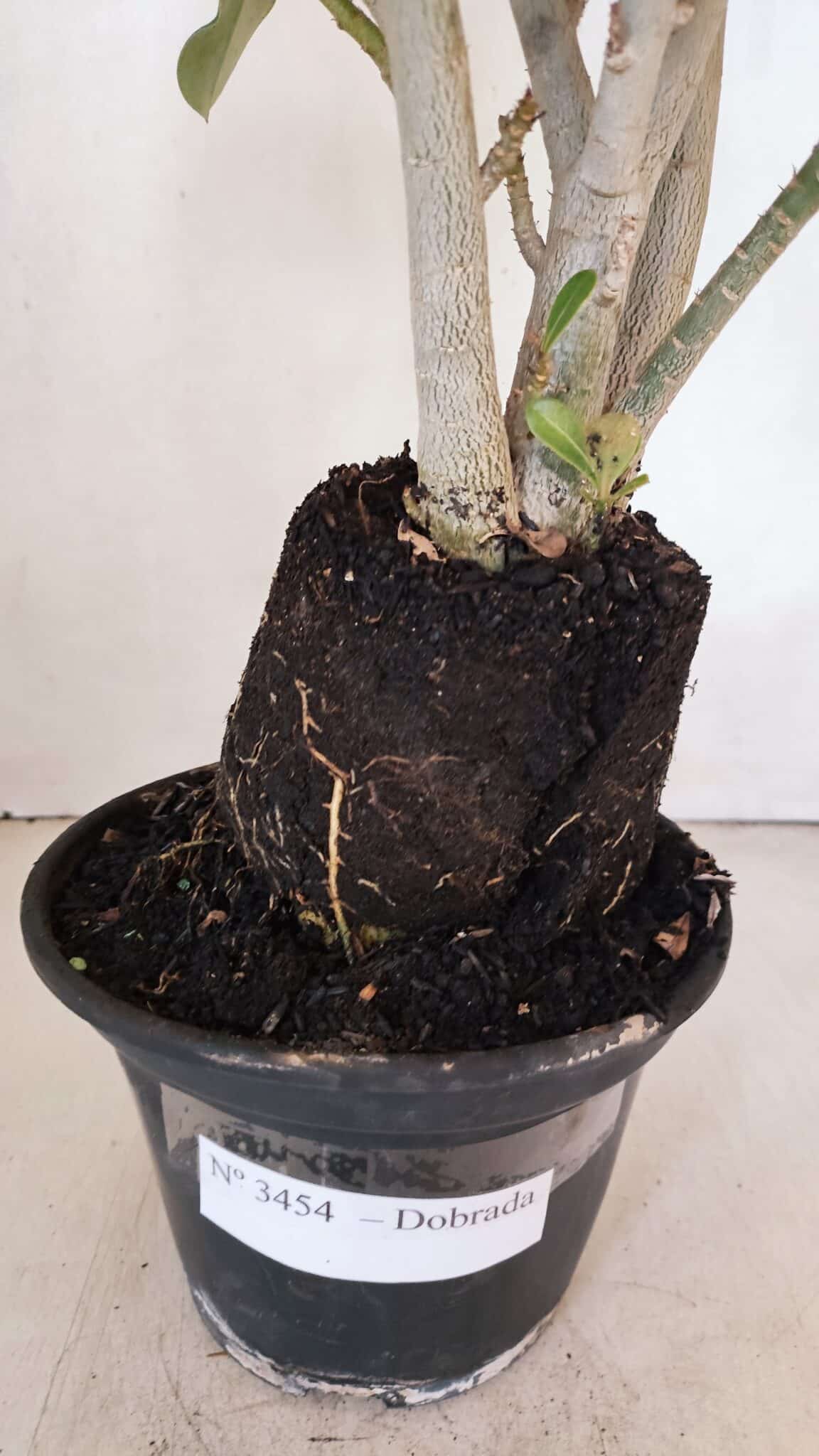 Planta Dobrada 3454 – 35cm – 03 anos - foto 9