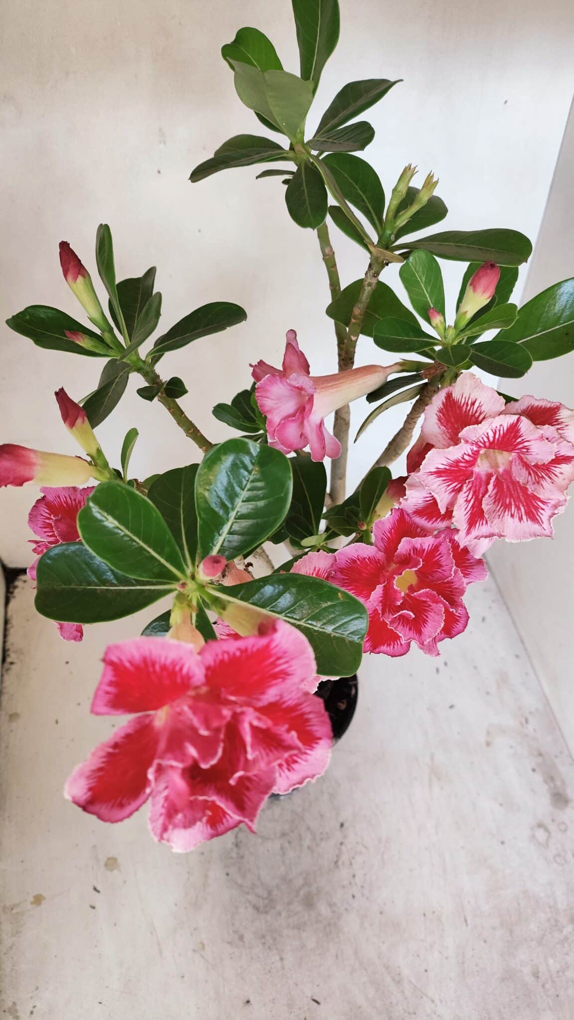 Planta Dobrada 3454 – 35cm – 03 anos - foto 5