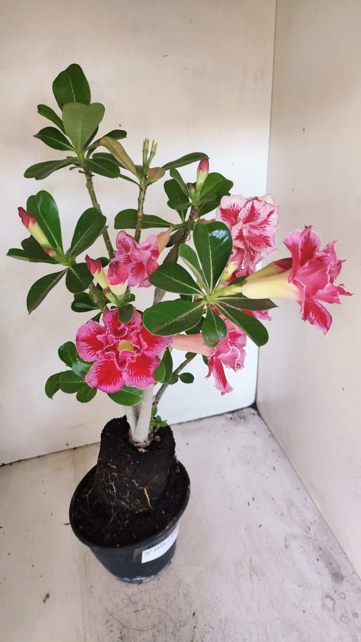 Planta Dobrada 3454 – 35cm – 03 anos - foto 8