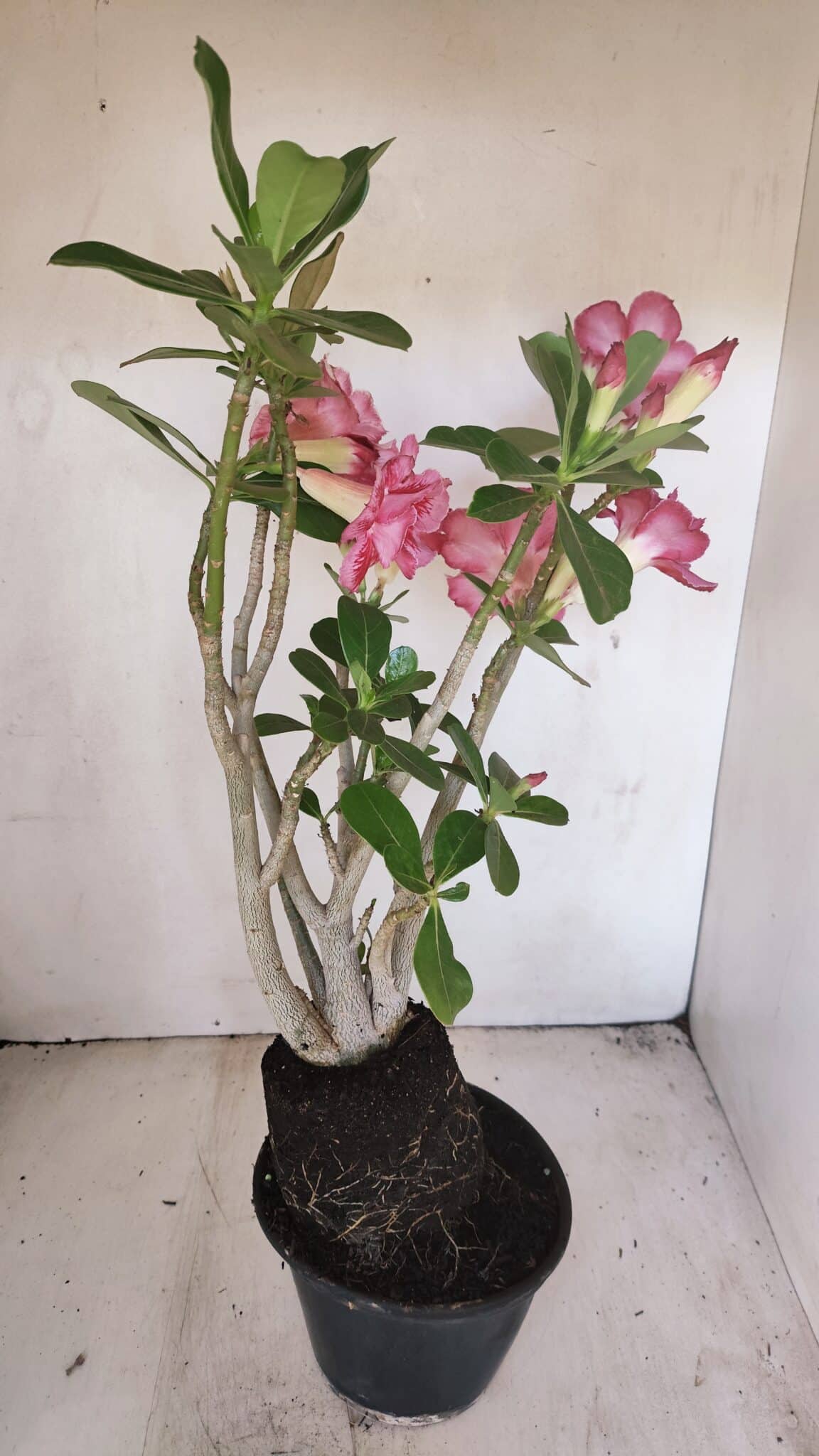 Planta Dobrada 3454 – 35cm – 03 anos - foto 7