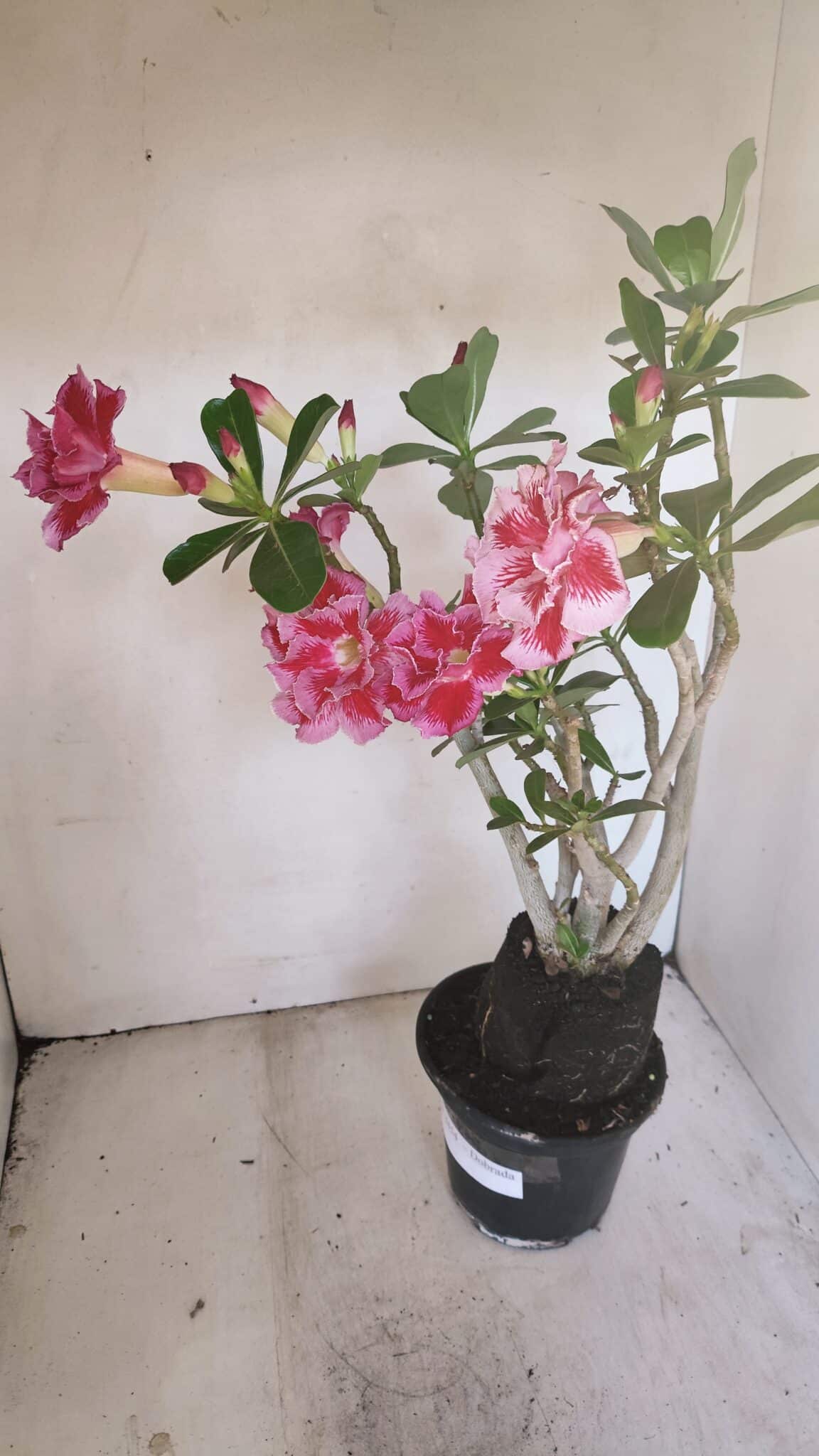 Planta Dobrada 3454 – 35cm – 03 anos - foto 6