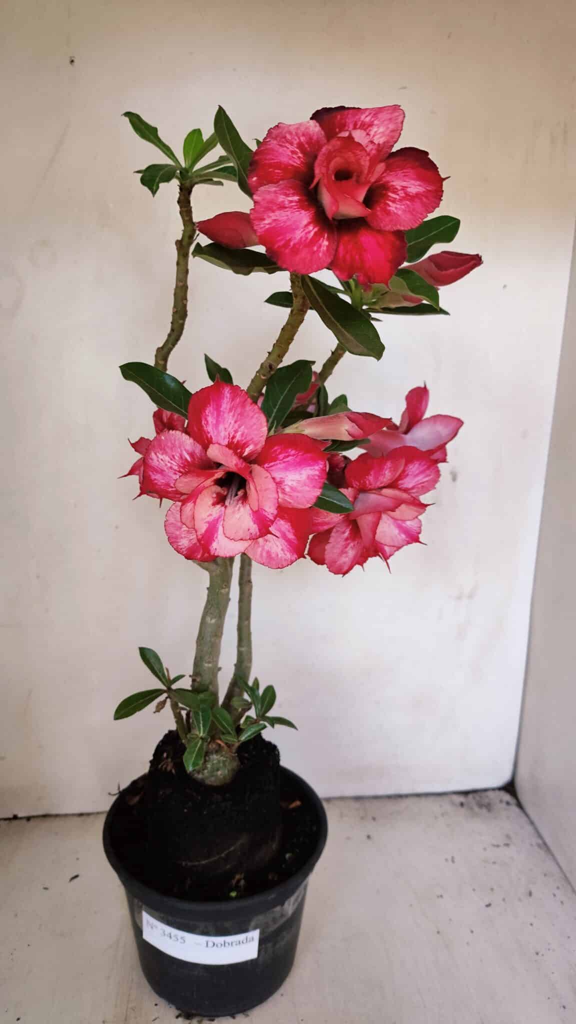 Planta Dobrada 3455 – 35cm – 03 anos - foto 2