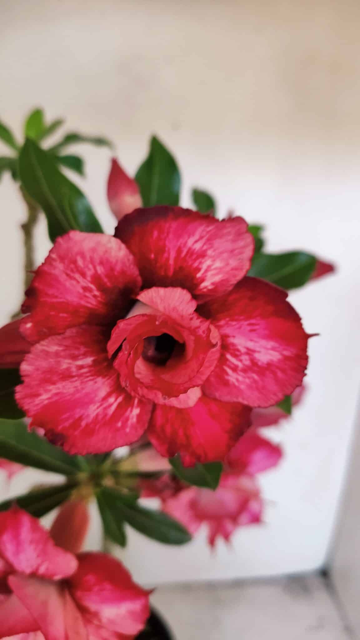 Planta Dobrada 3455 – 35cm – 03 anos - foto 3