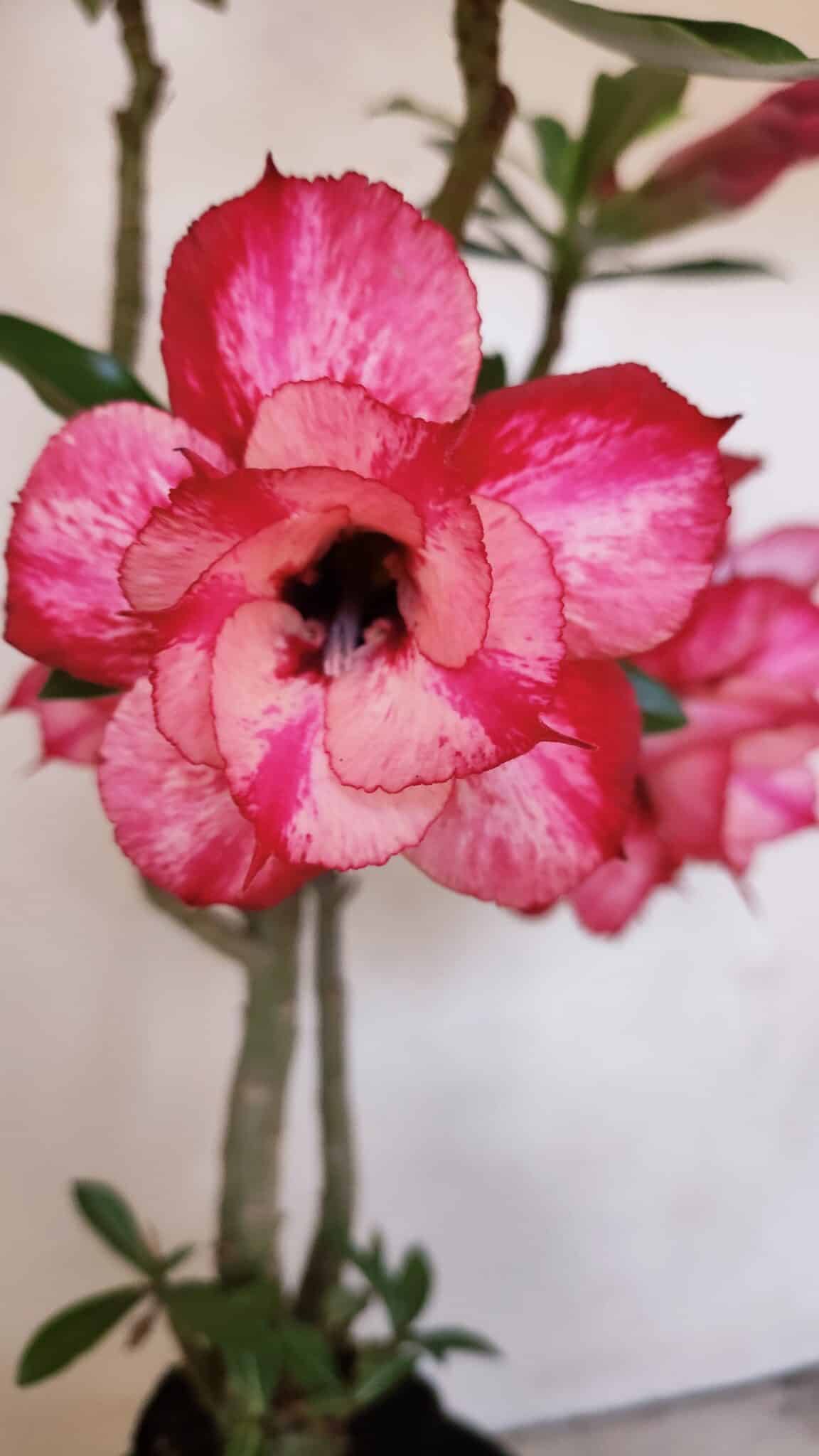 Planta Dobrada 3455 – 35cm – 03 anos - foto 4