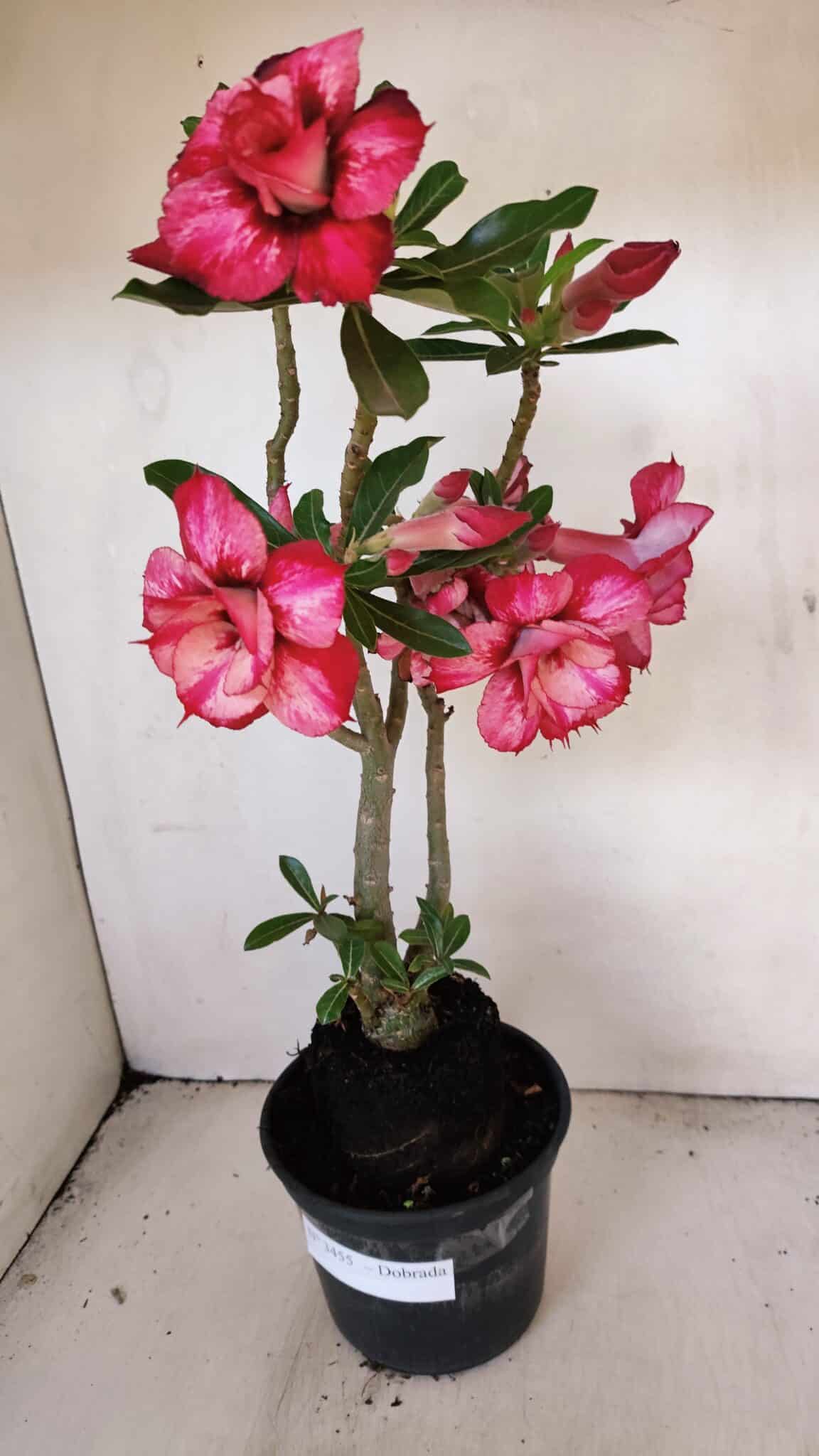 Planta Dobrada 3455 – 35cm – 03 anos - foto 8