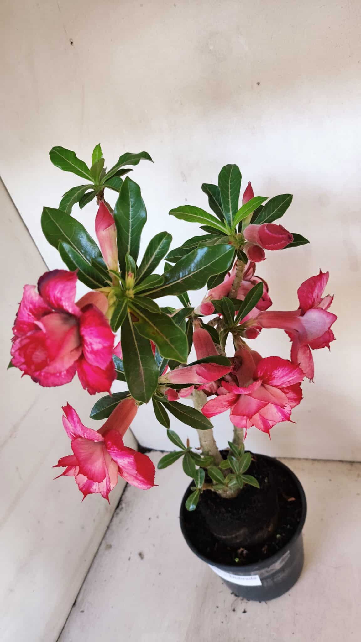 Planta Dobrada 3455 – 35cm – 03 anos - foto 7