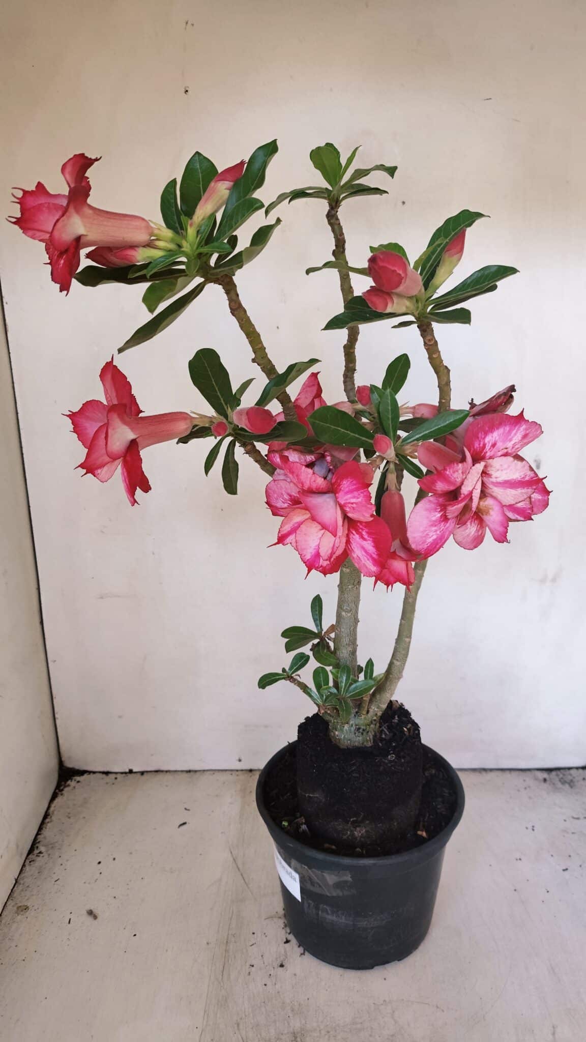Planta Dobrada 3455 – 35cm – 03 anos - foto 6
