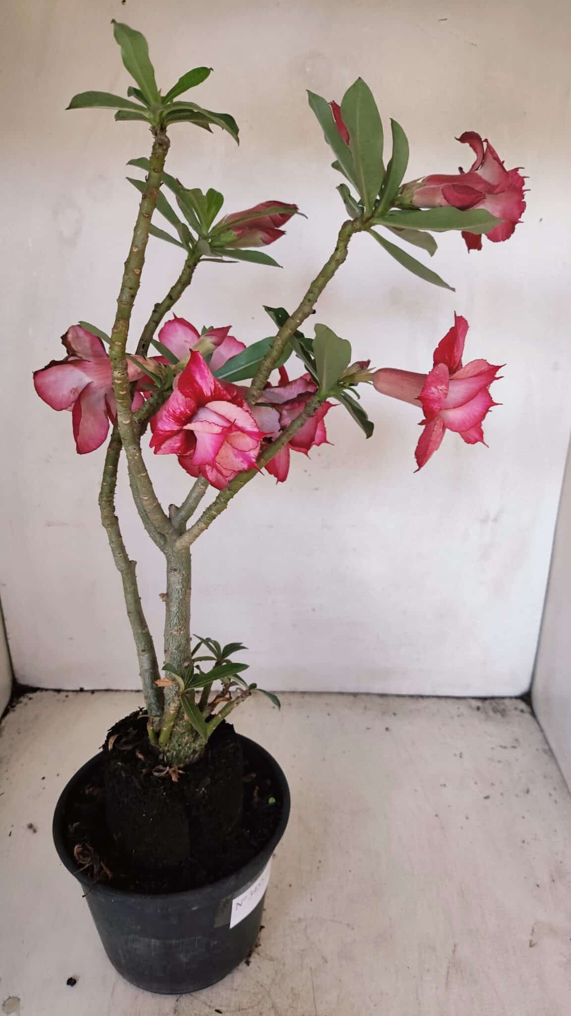 Planta Dobrada 3455 – 35cm – 03 anos - foto 5