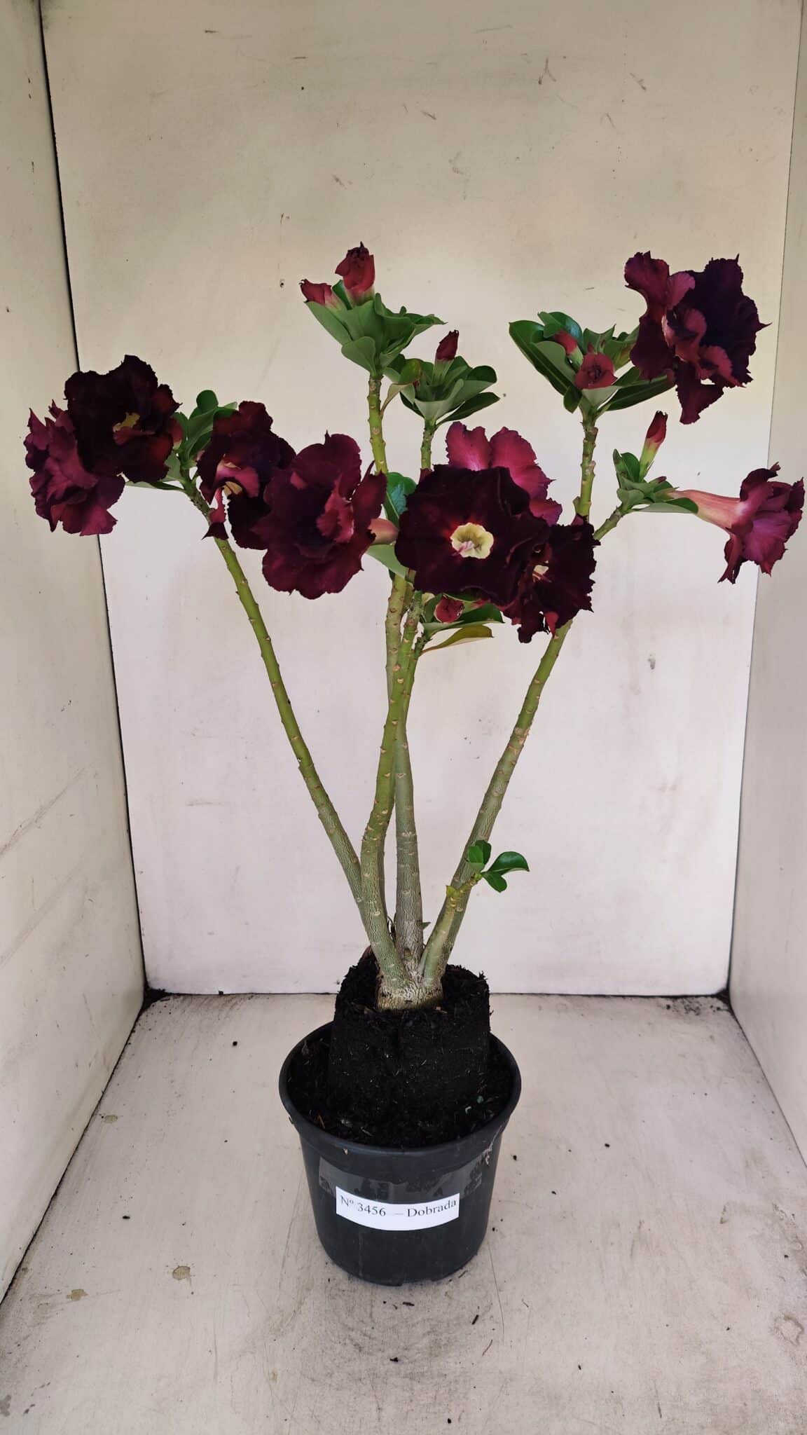 Planta Dobrada 3456 – 35cm – 03 anos - foto 2