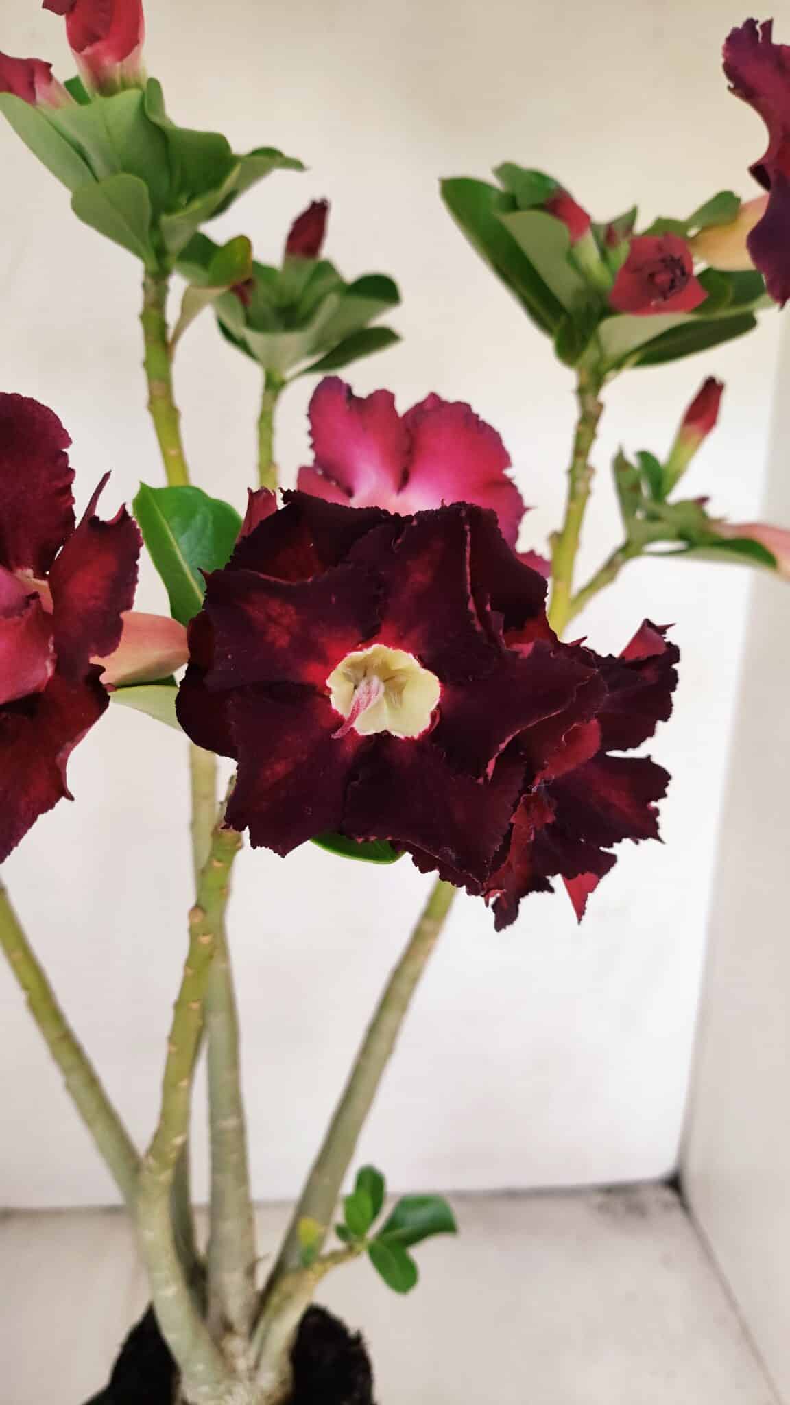 Planta Dobrada 3456 – 35cm – 03 anos - foto 3