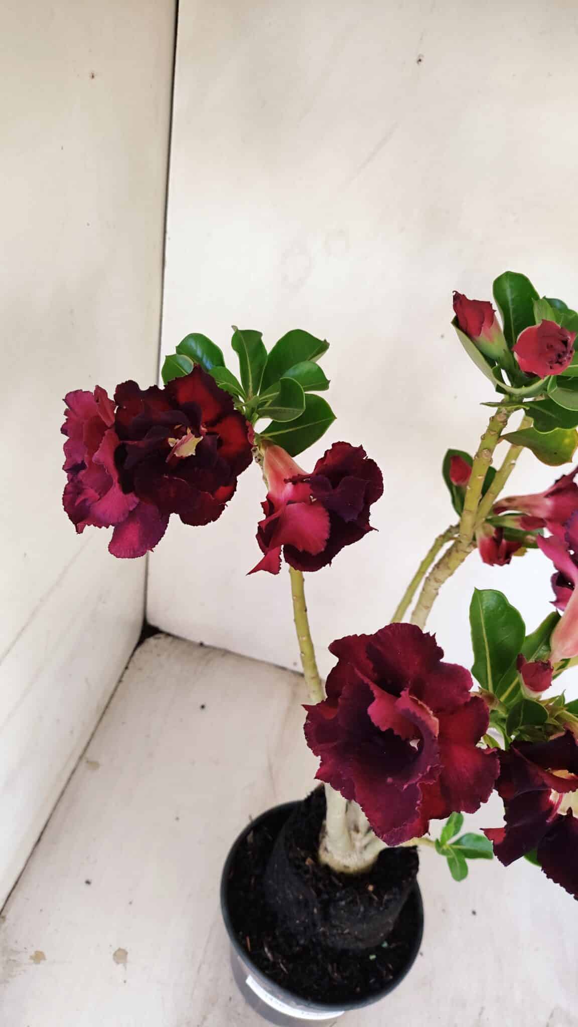 Planta Dobrada 3456 – 35cm – 03 anos - foto 8