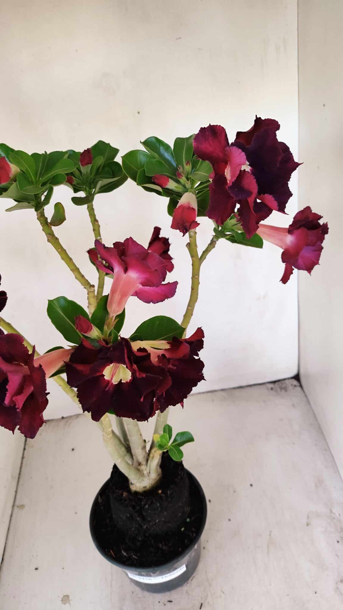Planta Dobrada 3456 – 35cm – 03 anos - foto 7