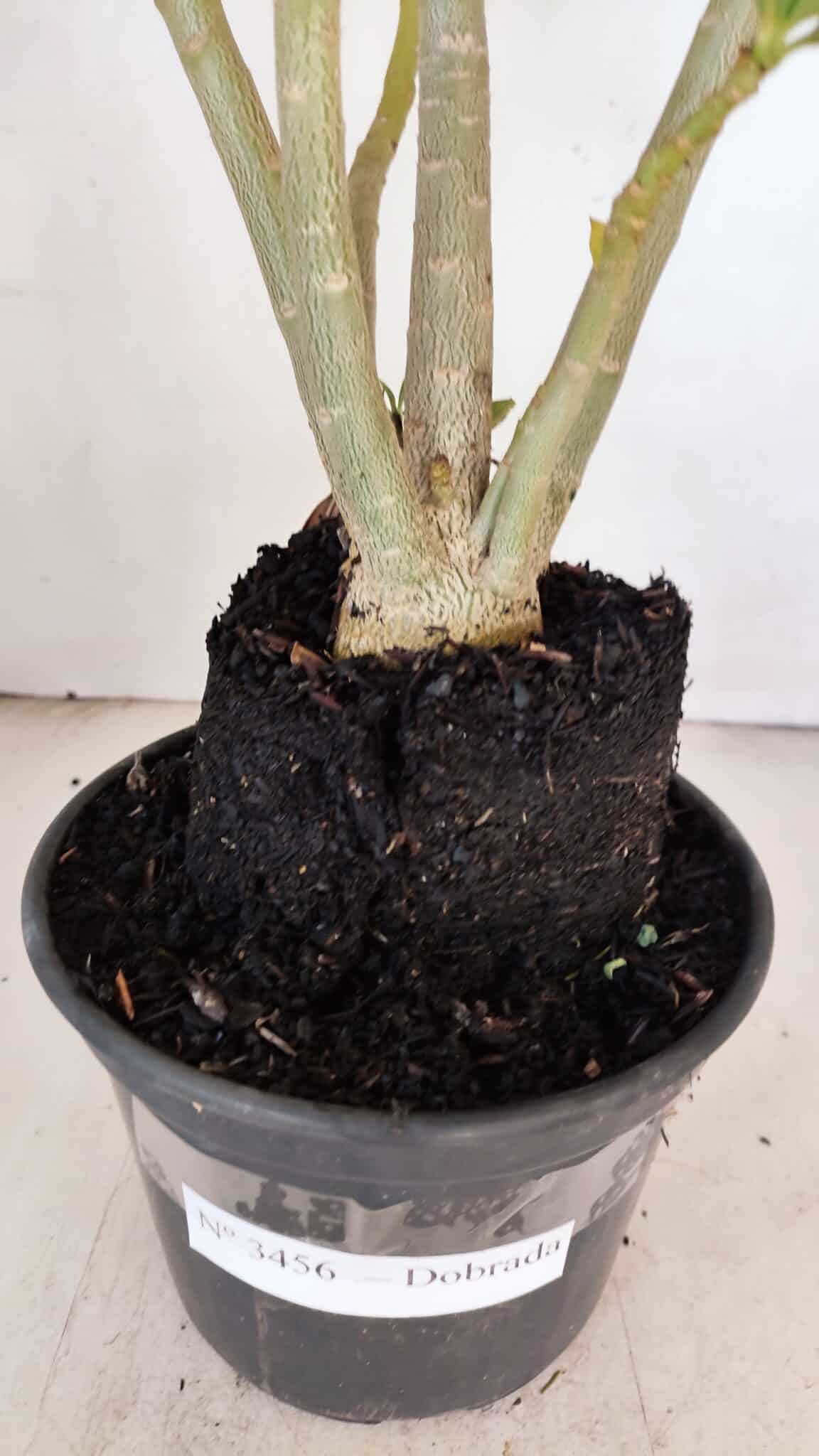 Planta Dobrada 3456 – 35cm – 03 anos - foto 6