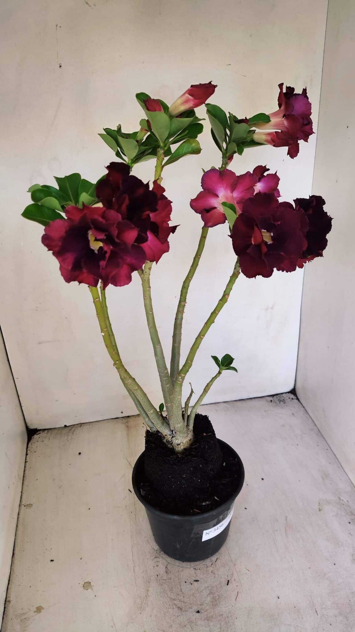 Planta Dobrada 3456 – 35cm – 03 anos - foto 5