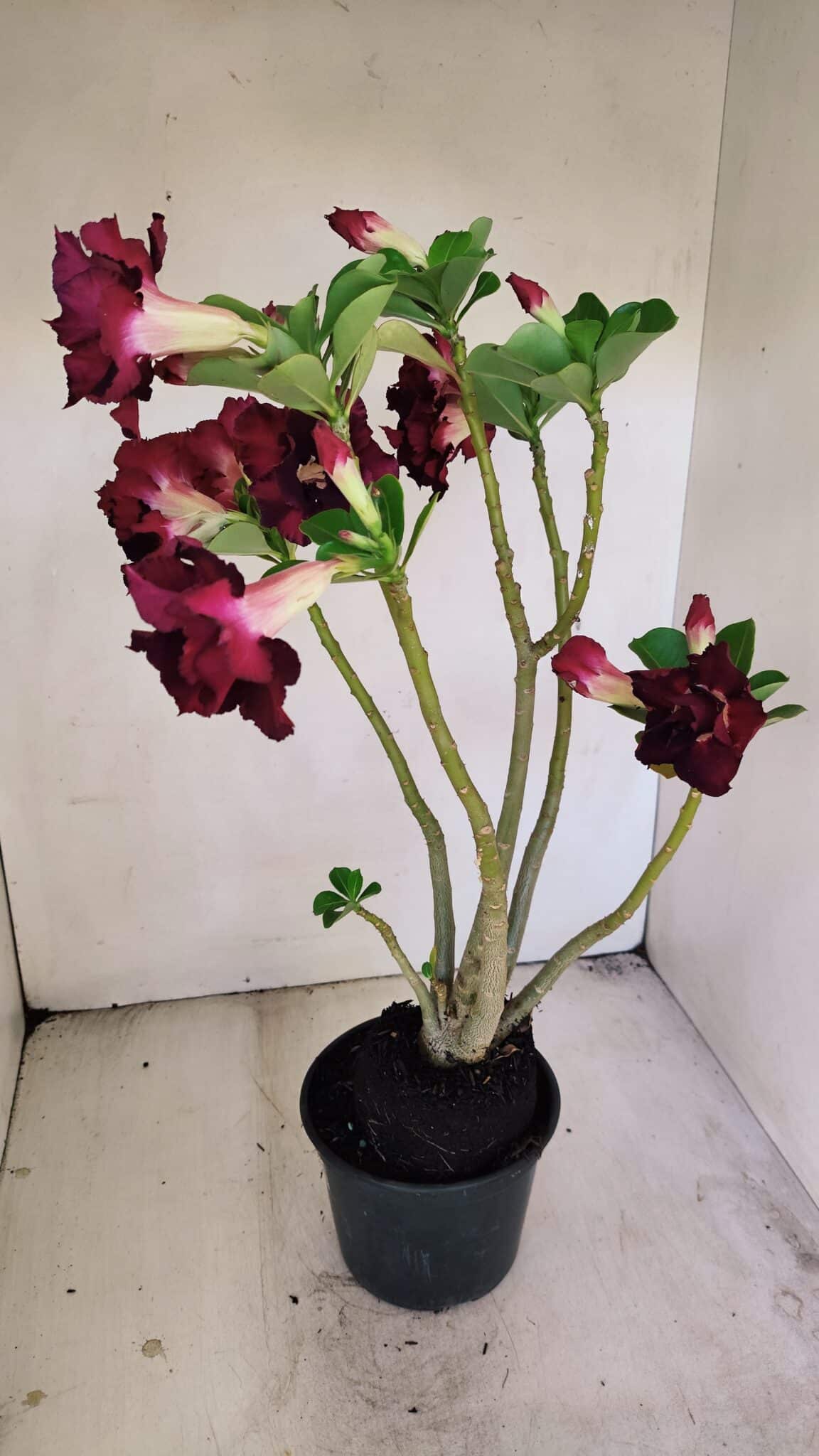 Planta Dobrada 3456 – 35cm – 03 anos - foto 4