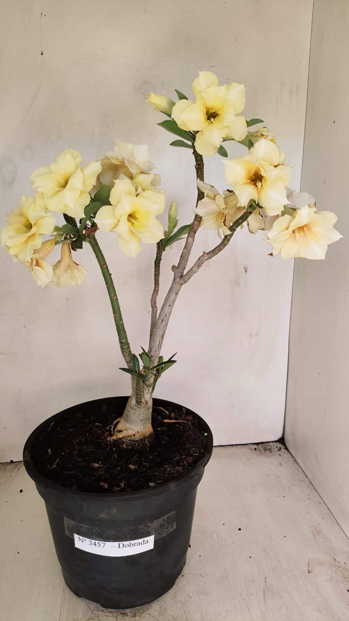 Planta Dobrada 3457 – 40cm – 03 anos - foto 2