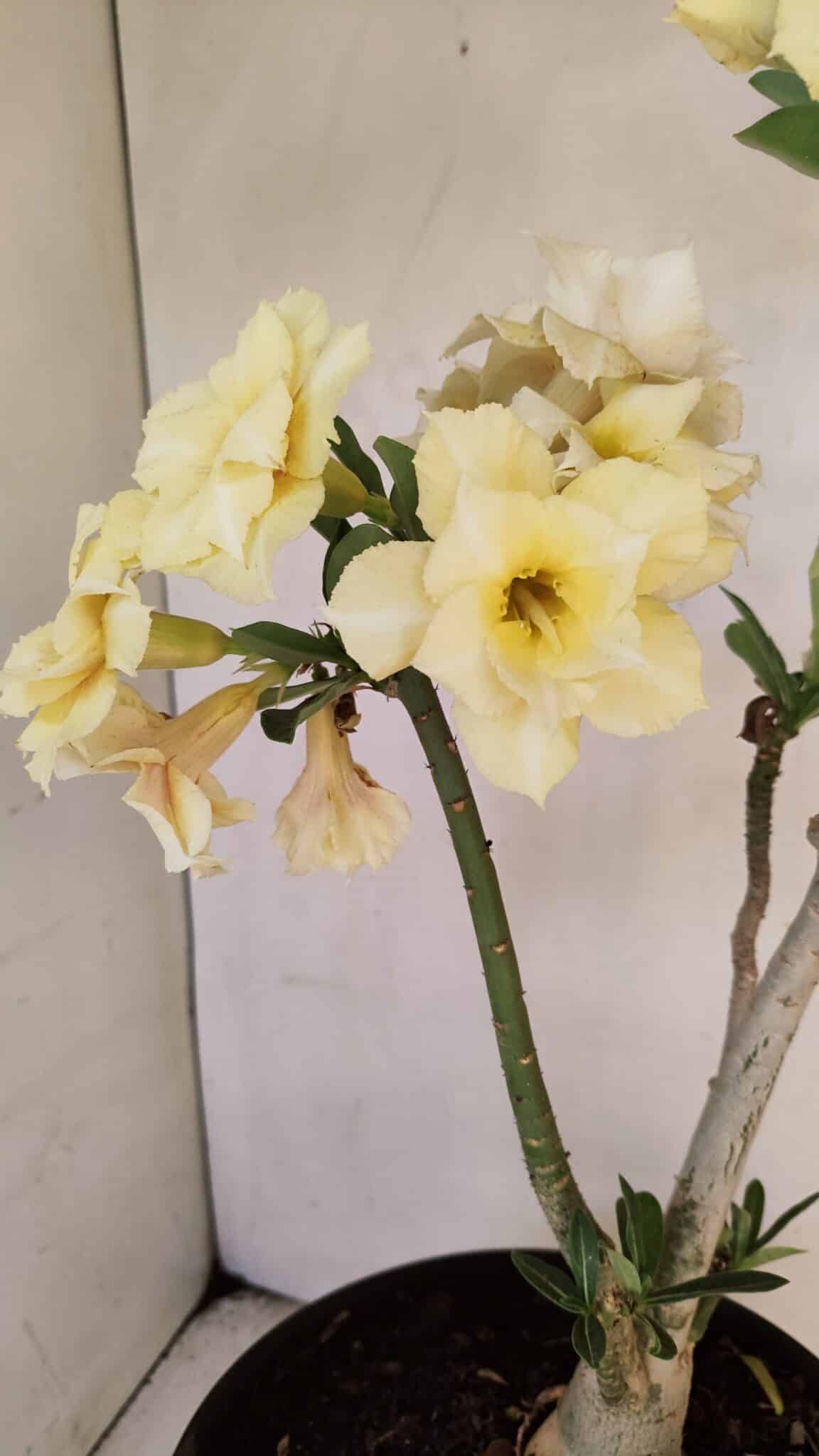 Planta Dobrada 3457 – 40cm – 03 anos - foto 3
