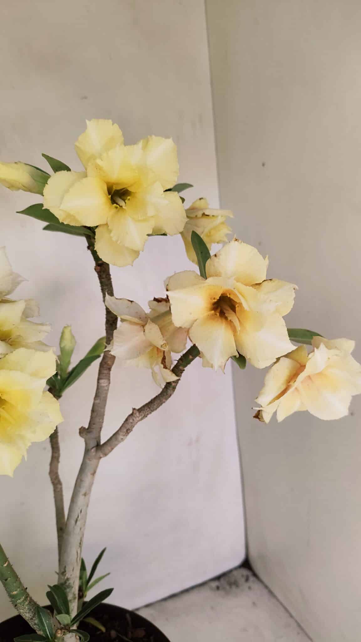 Planta Dobrada 3457 – 40cm – 03 anos - foto 4