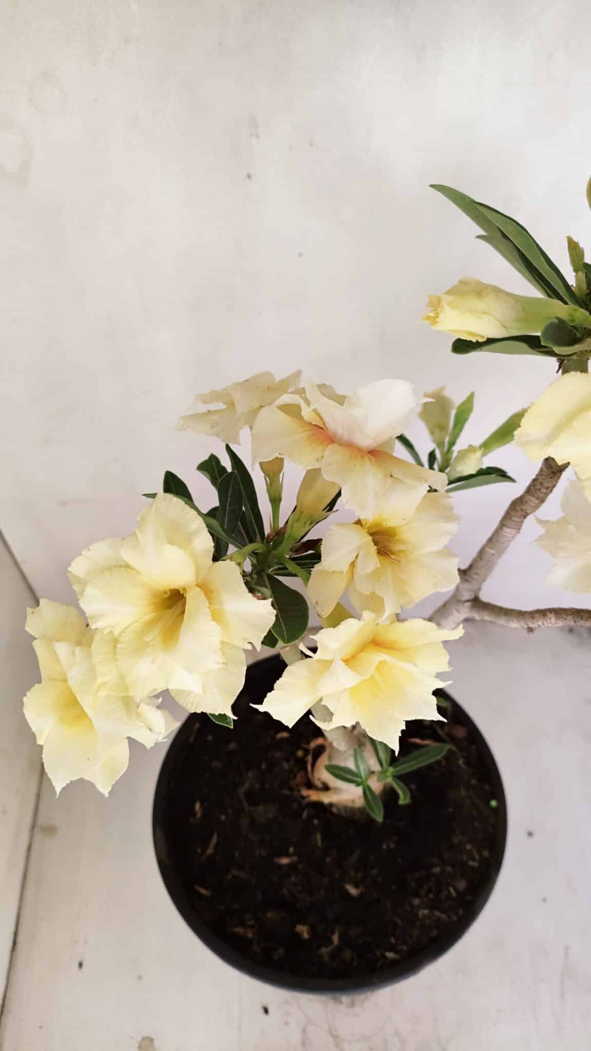 Planta Dobrada 3457 – 40cm – 03 anos - foto 6