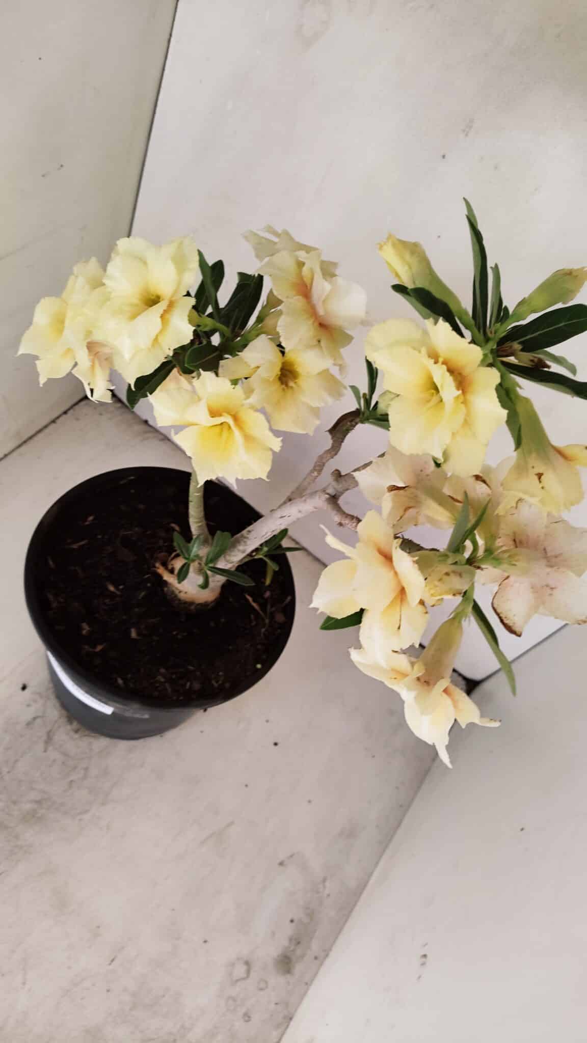 Planta Dobrada 3457 – 40cm – 03 anos - foto 5