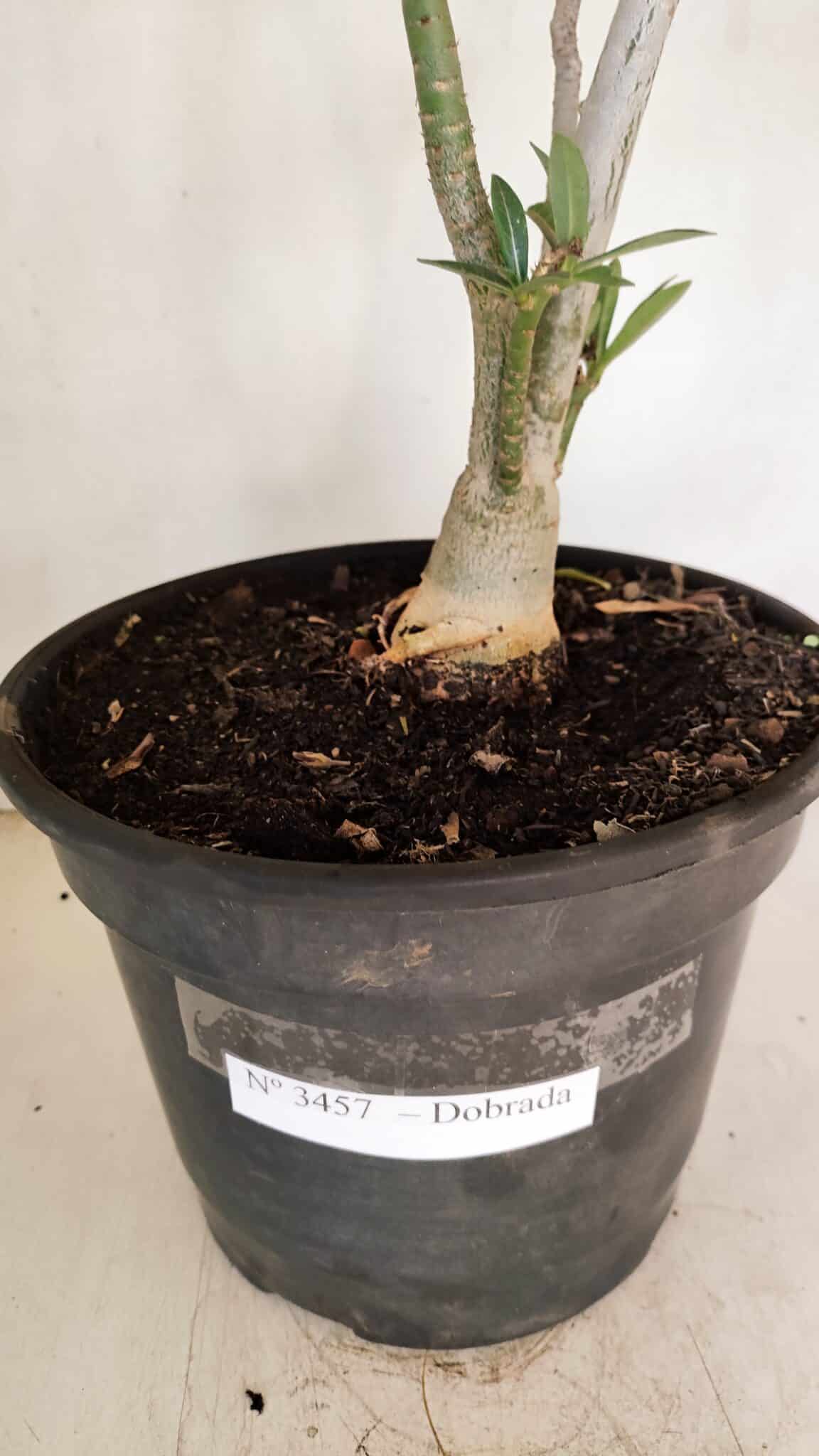 Planta Dobrada 3457 – 40cm – 03 anos - foto 9