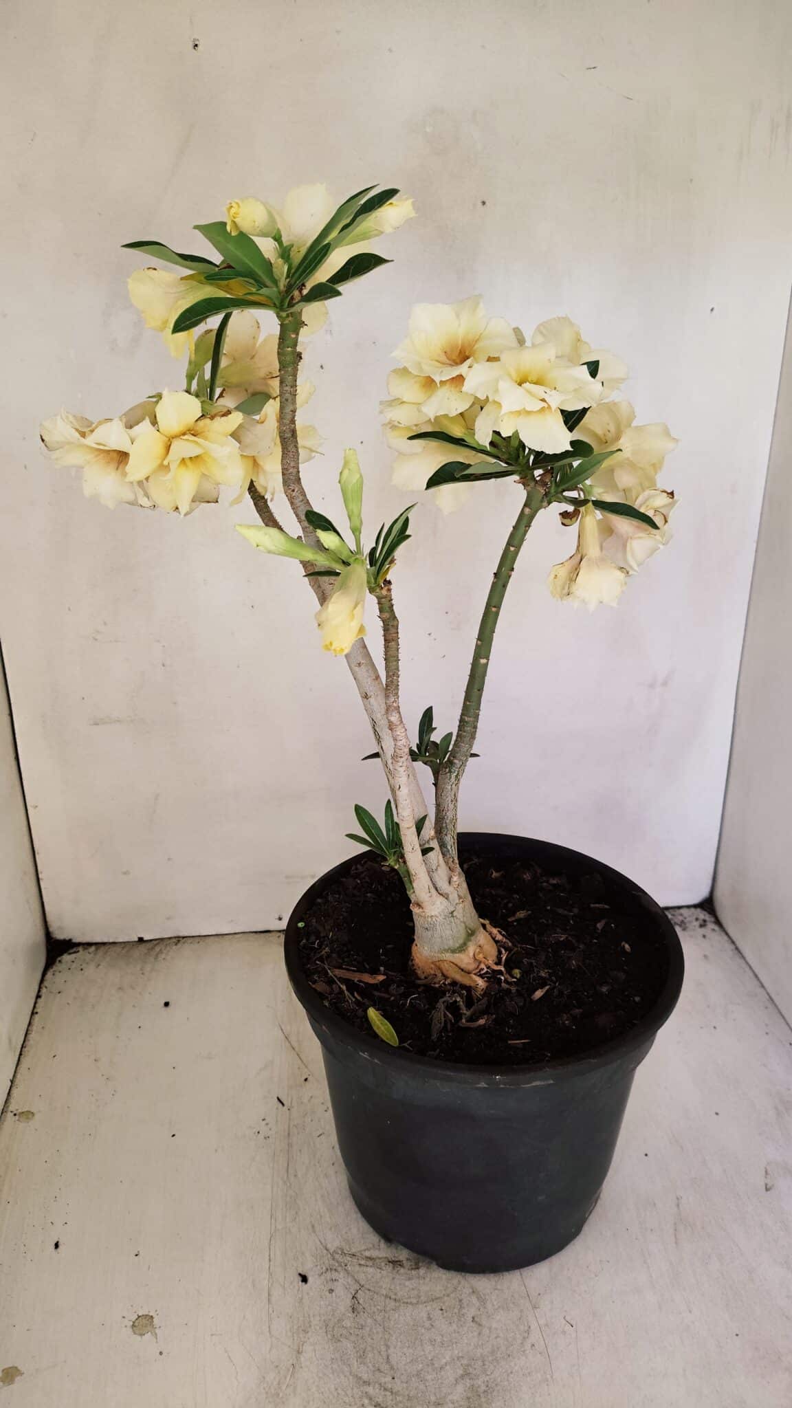 Planta Dobrada 3457 – 40cm – 03 anos - foto 8