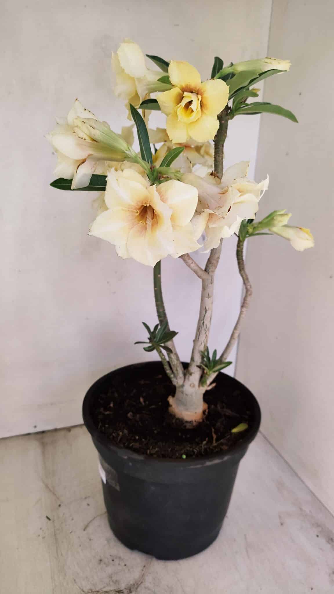 Planta Dobrada 3457 – 40cm – 03 anos - foto 7
