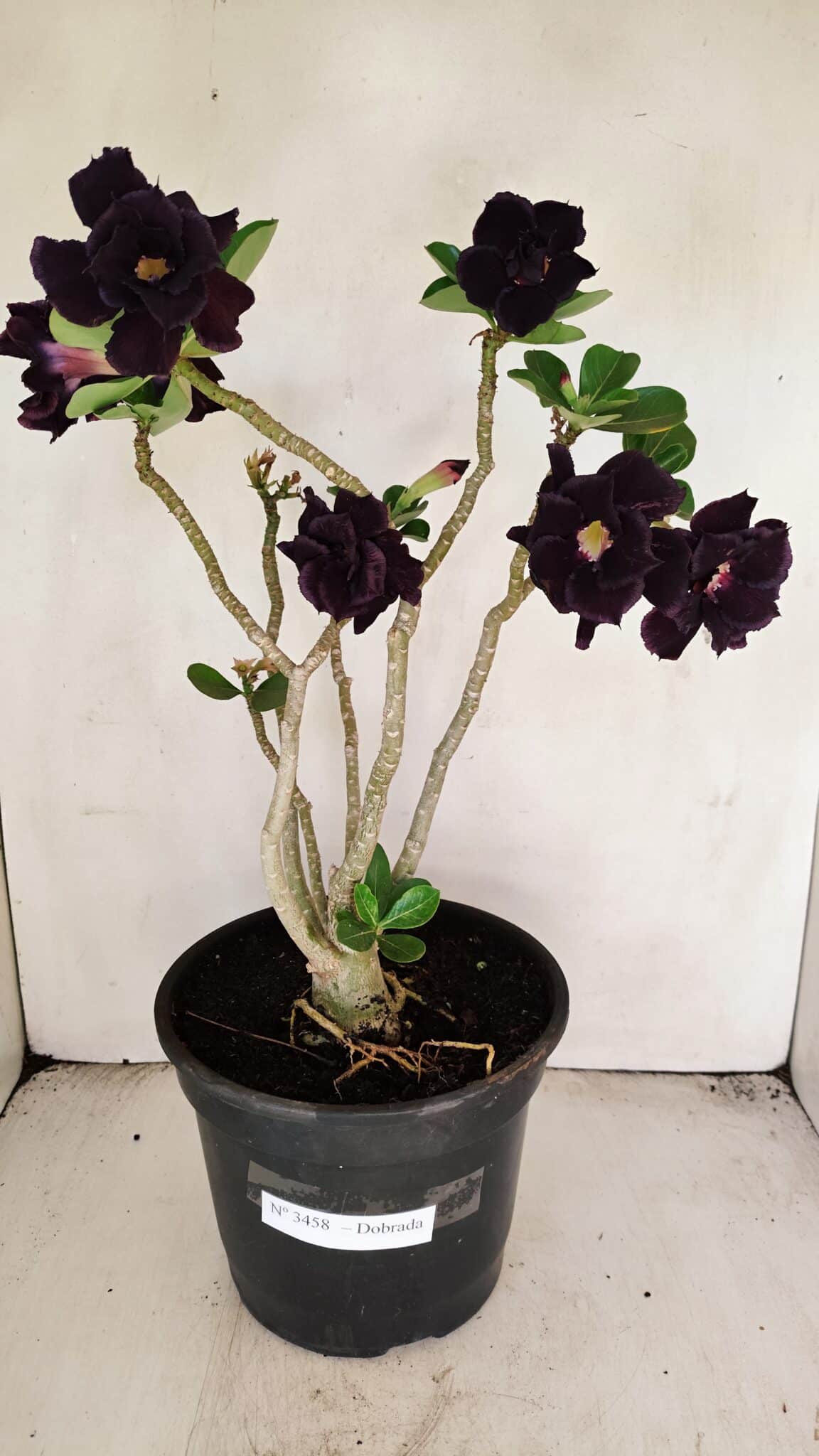 Planta Dobrada 3458 – 40cm – 03 anos - foto 2