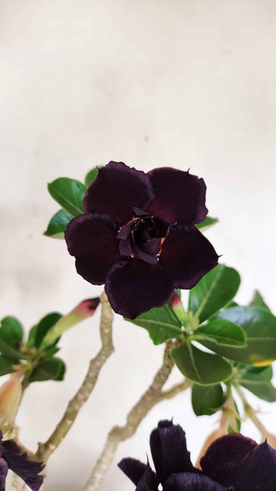 Planta Dobrada 3458 – 40cm – 03 anos - foto 3