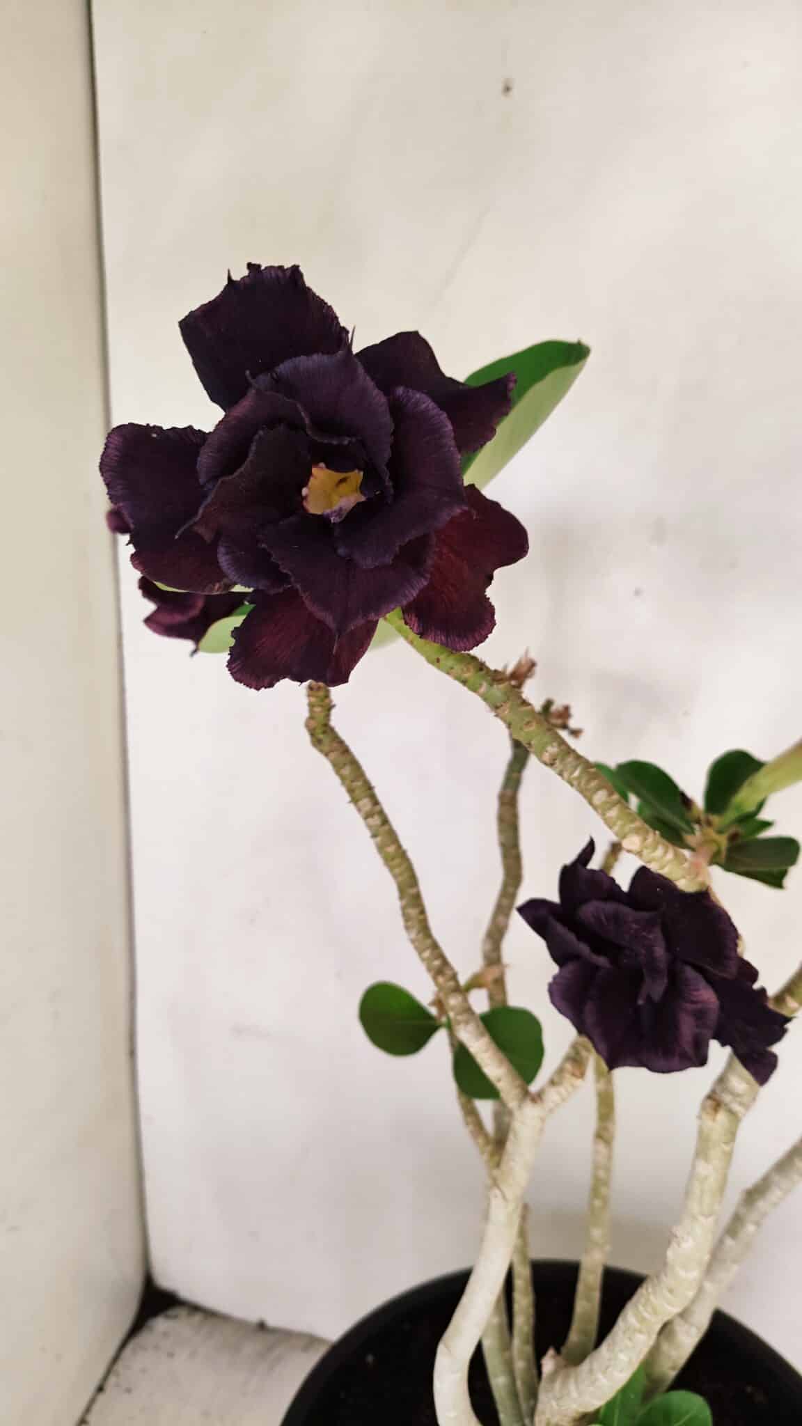 Planta Dobrada 3458 – 40cm – 03 anos - foto 5