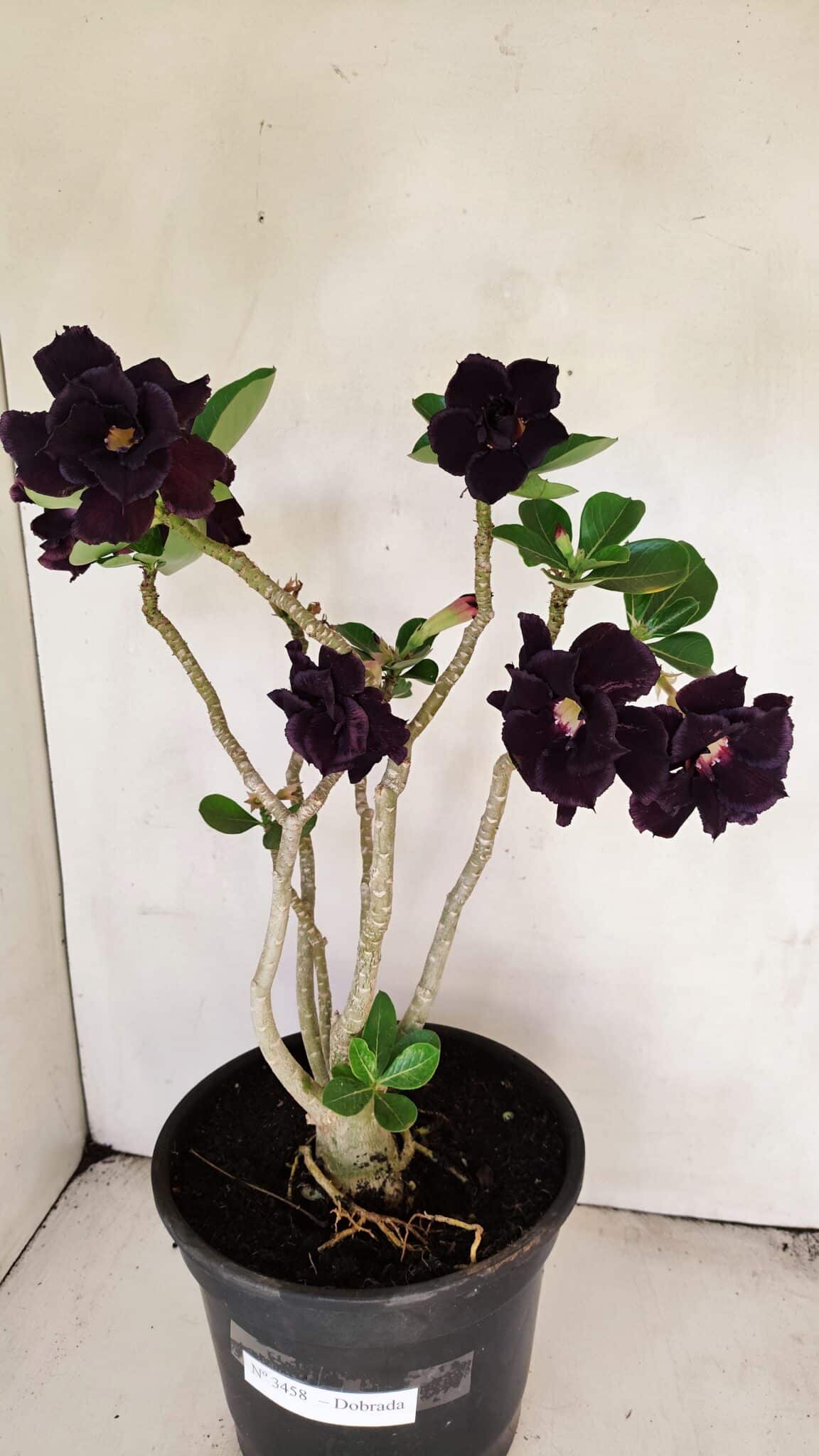 Planta Dobrada 3458 – 40cm – 03 anos - foto 4