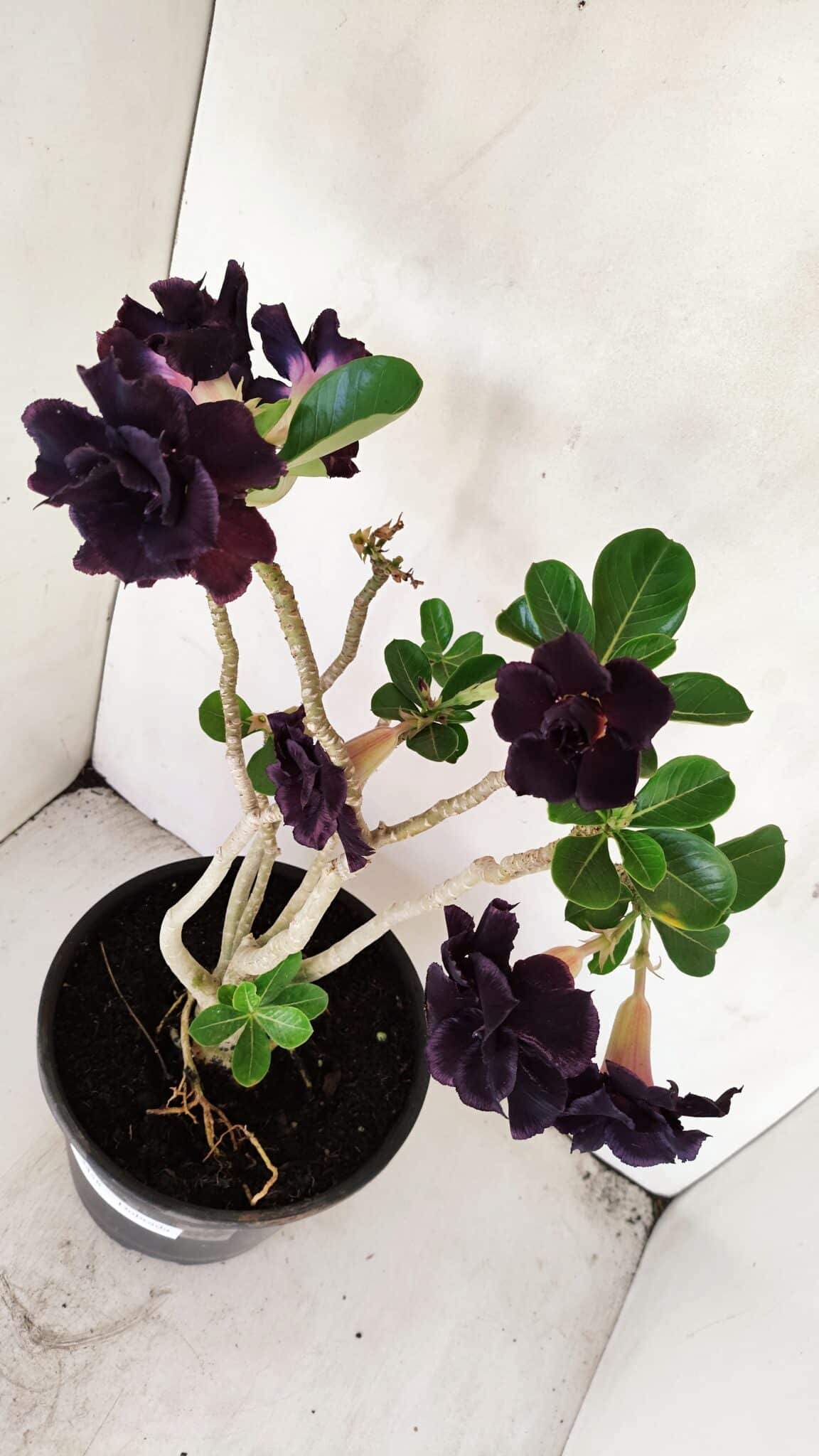 Planta Dobrada 3458 – 40cm – 03 anos - foto 9