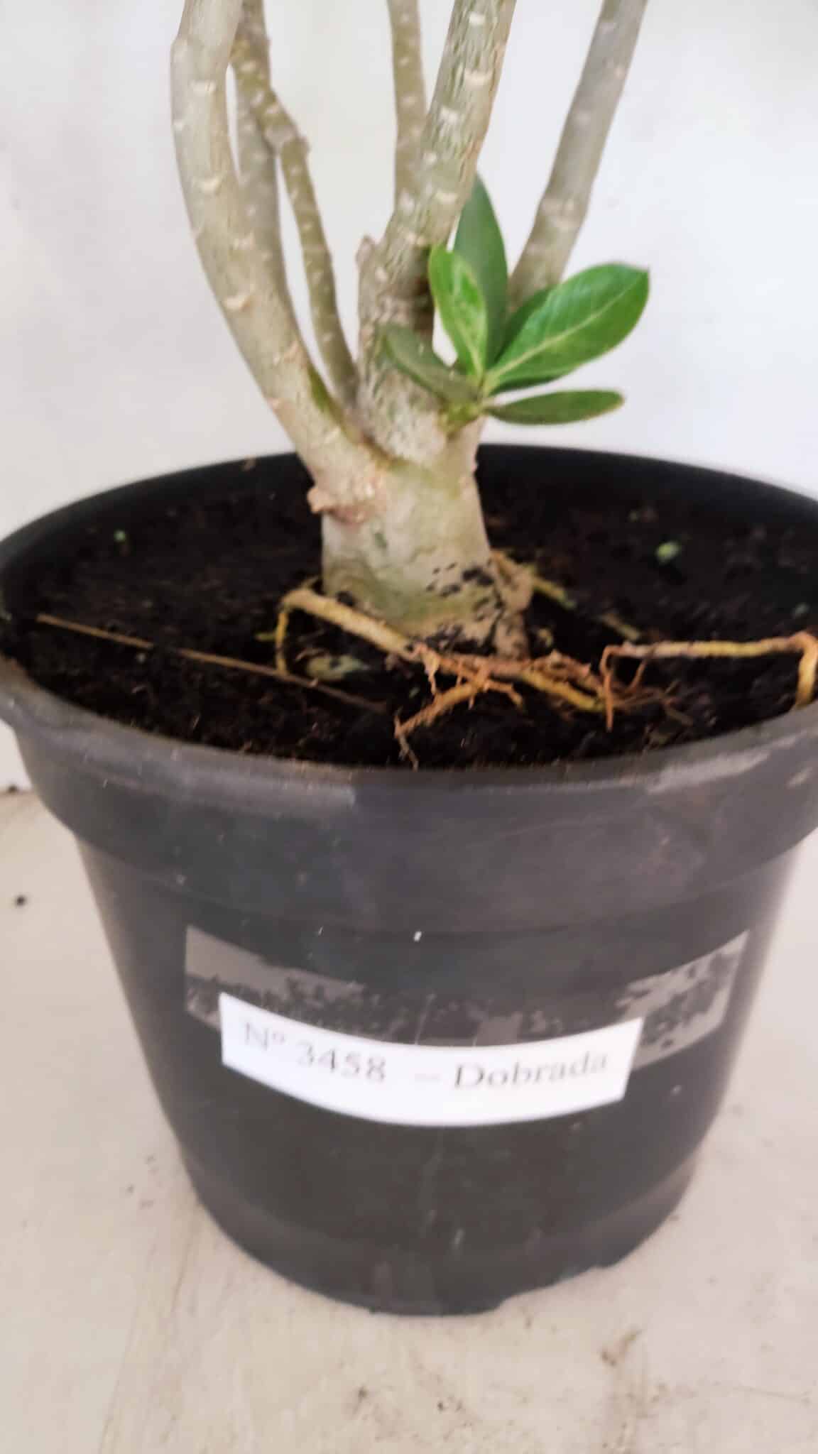Planta Dobrada 3458 – 40cm – 03 anos - foto 8