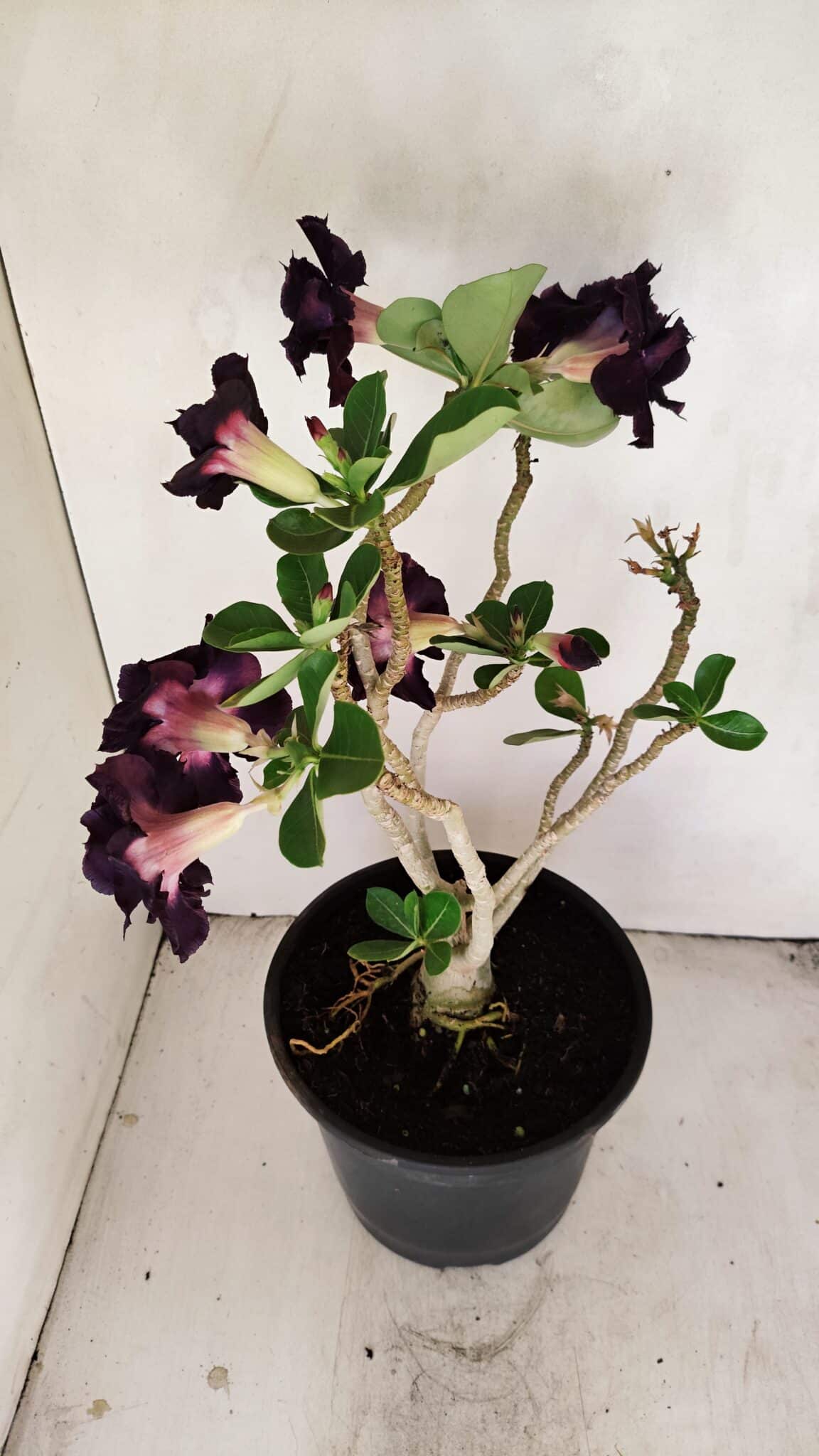 Planta Dobrada 3458 – 40cm – 03 anos - foto 7