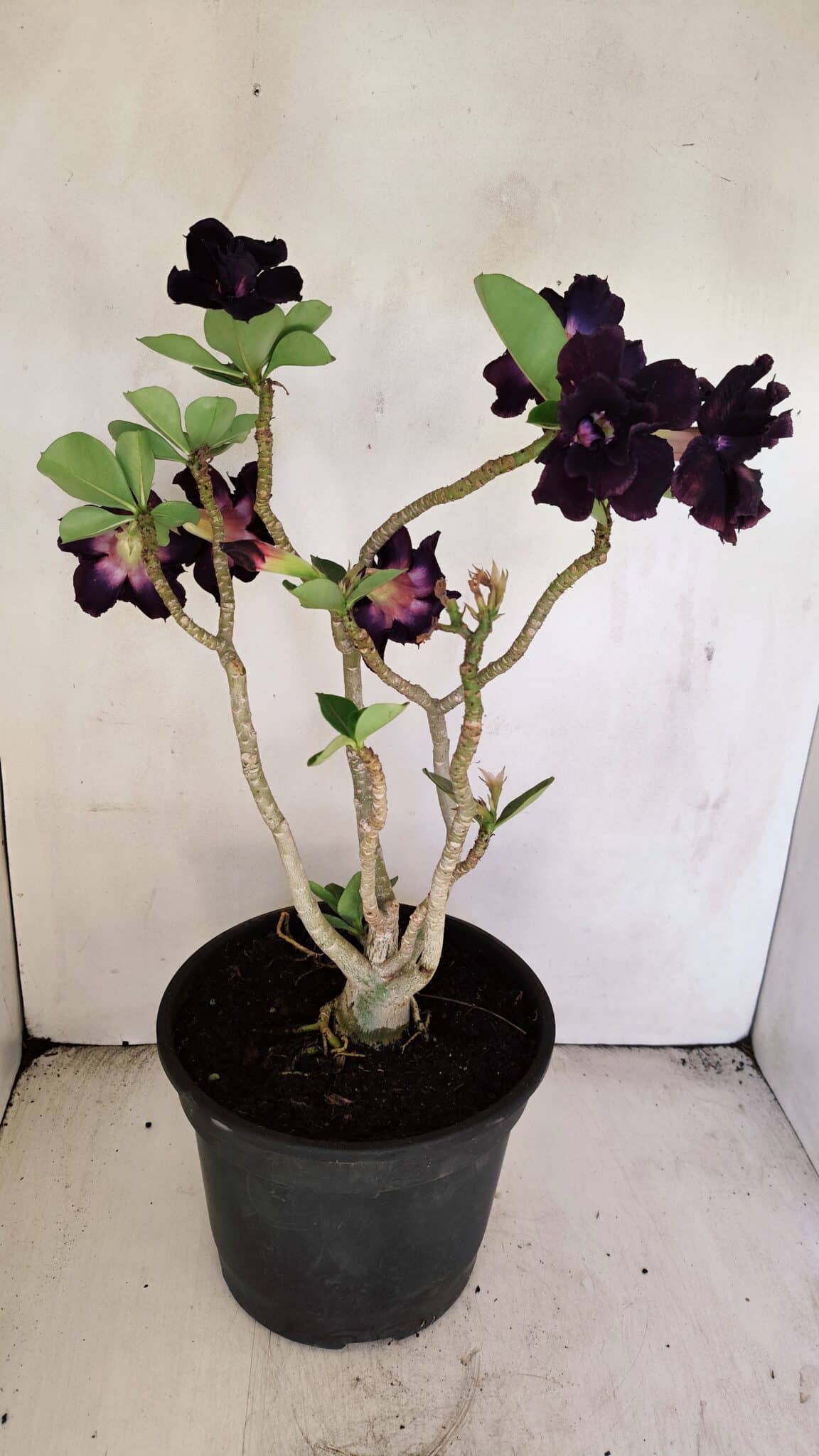 Planta Dobrada 3458 – 40cm – 03 anos - foto 6