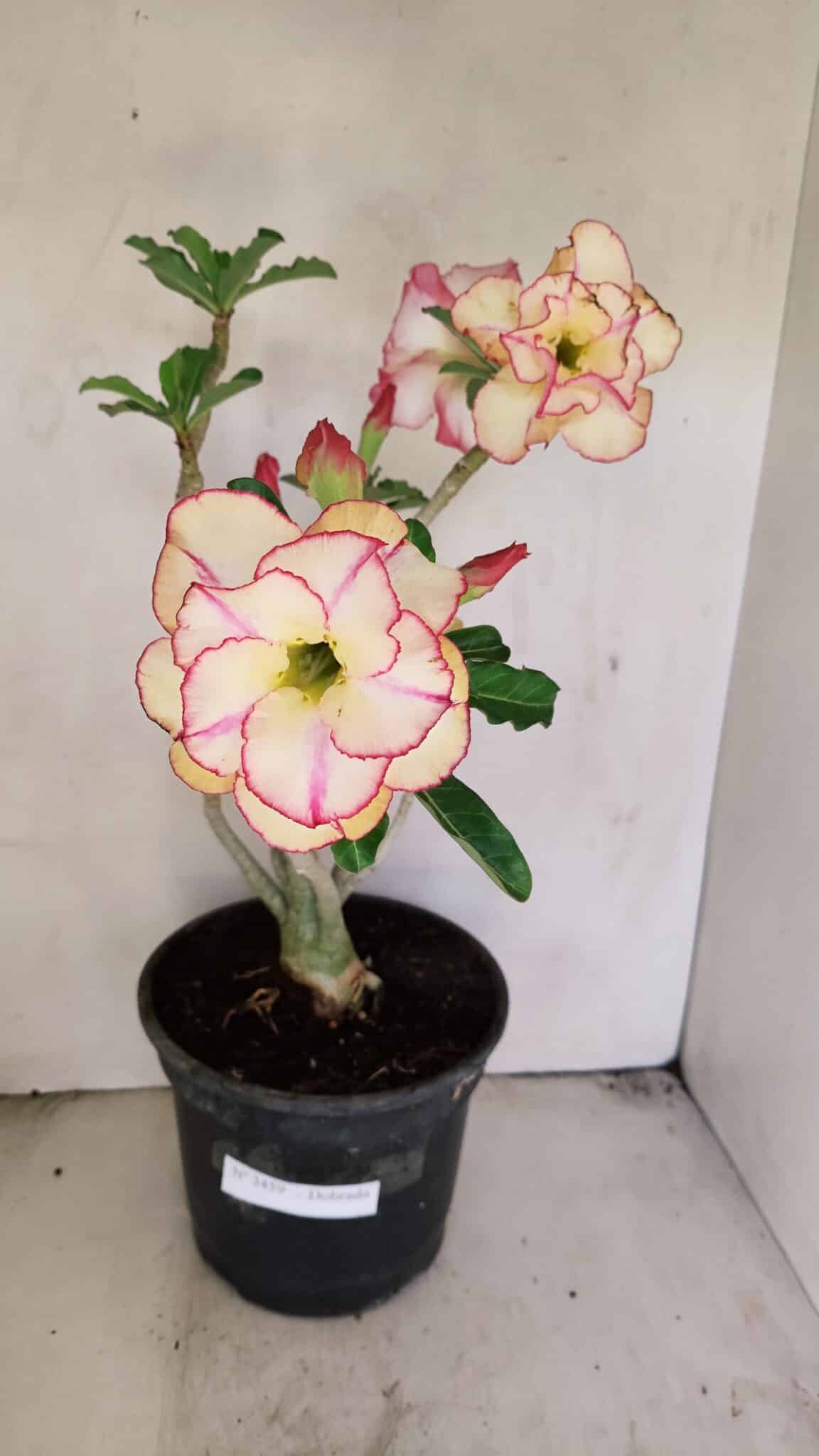 Planta Dobrada 3459 – 40cm – 03 anos - foto 2