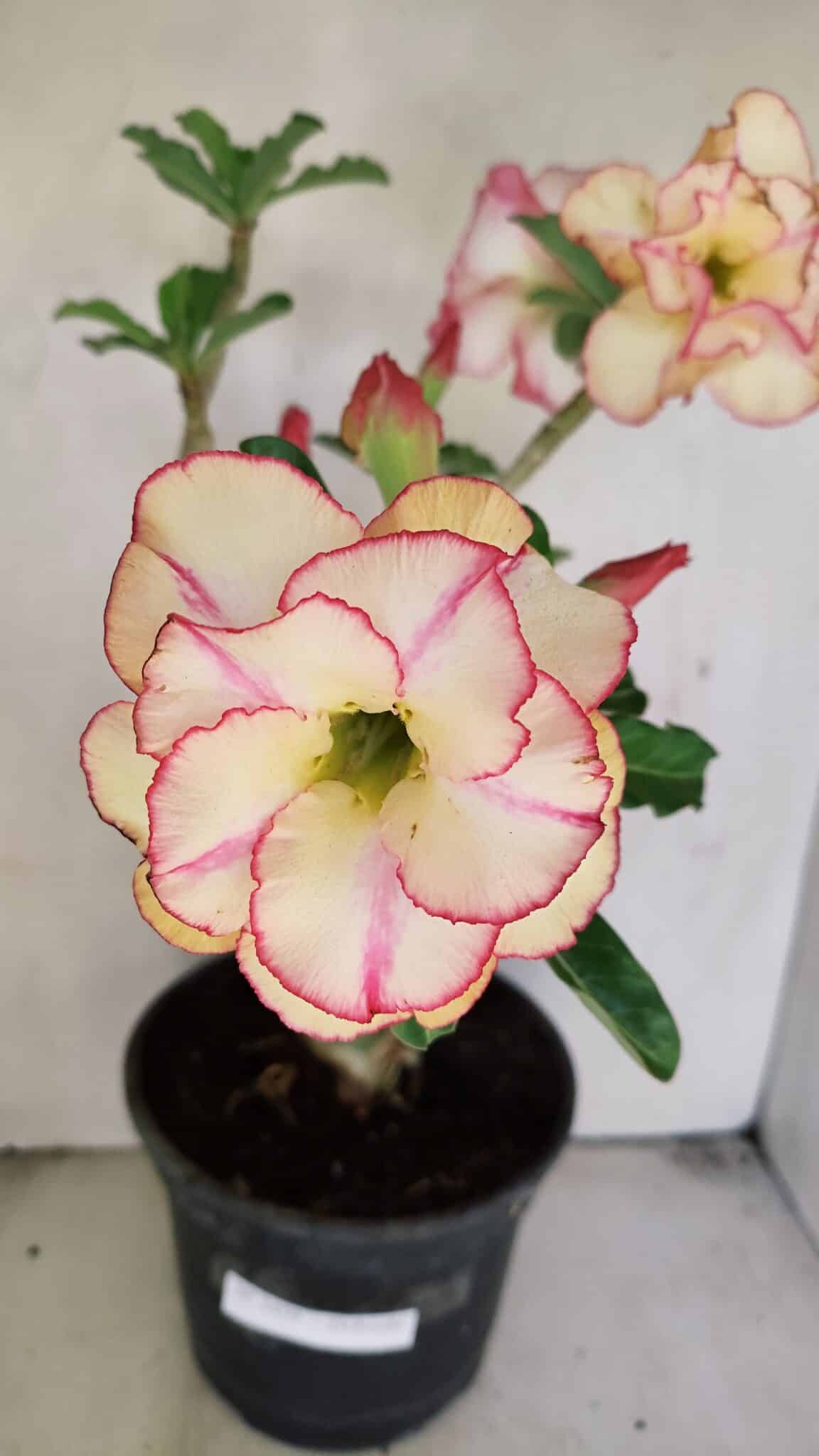 Planta Dobrada 3459 – 40cm – 03 anos - foto 4