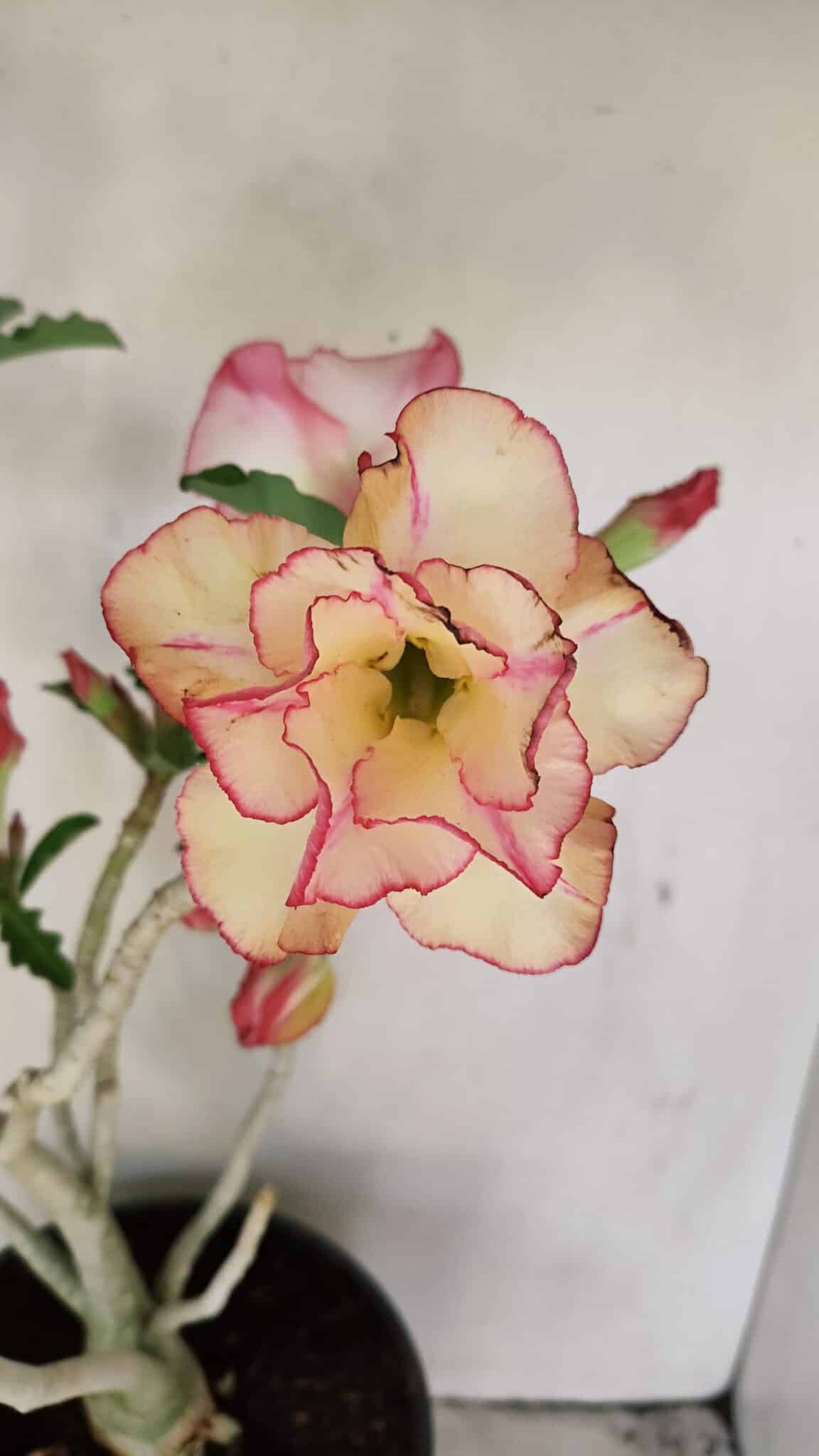 Planta Dobrada 3459 – 40cm – 03 anos - foto 3
