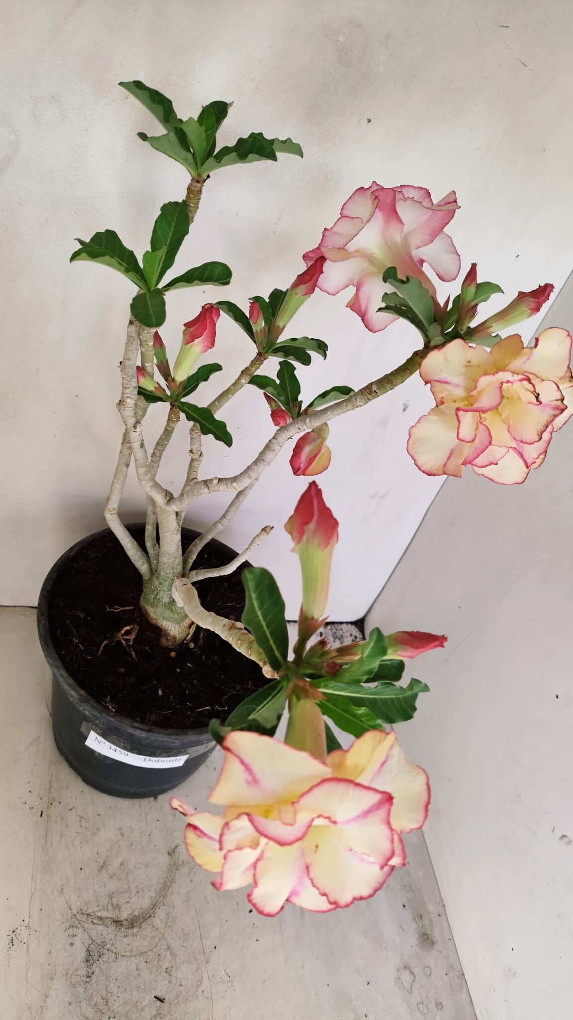 Planta Dobrada 3459 – 40cm – 03 anos - foto 9