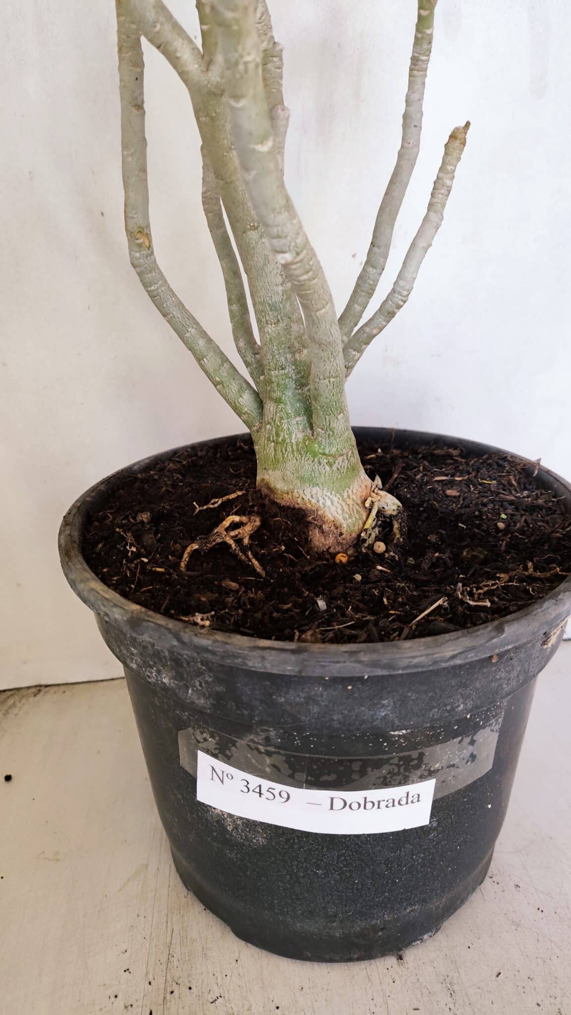 Planta Dobrada 3459 – 40cm – 03 anos - foto 8