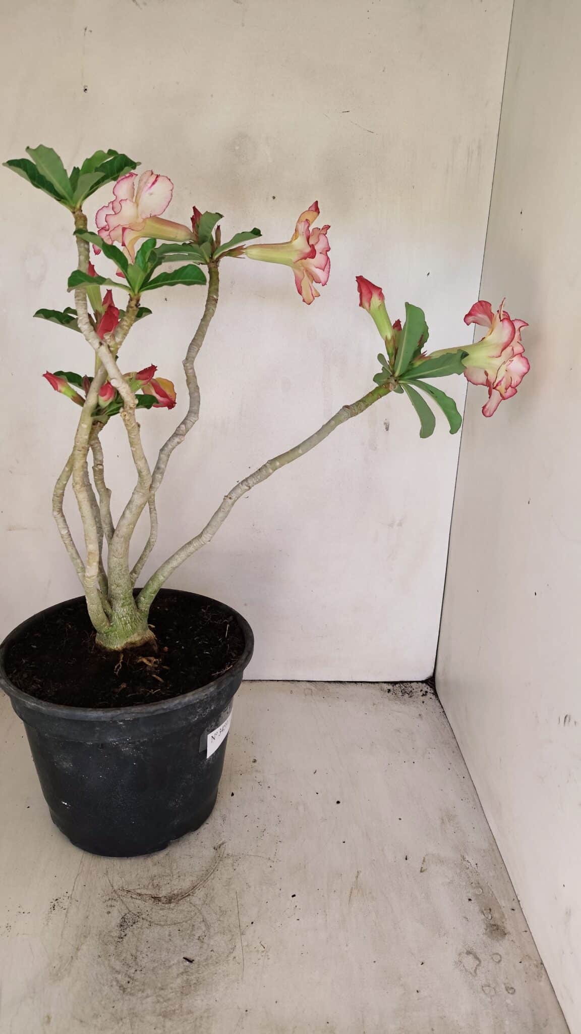 Planta Dobrada 3459 – 40cm – 03 anos - foto 7