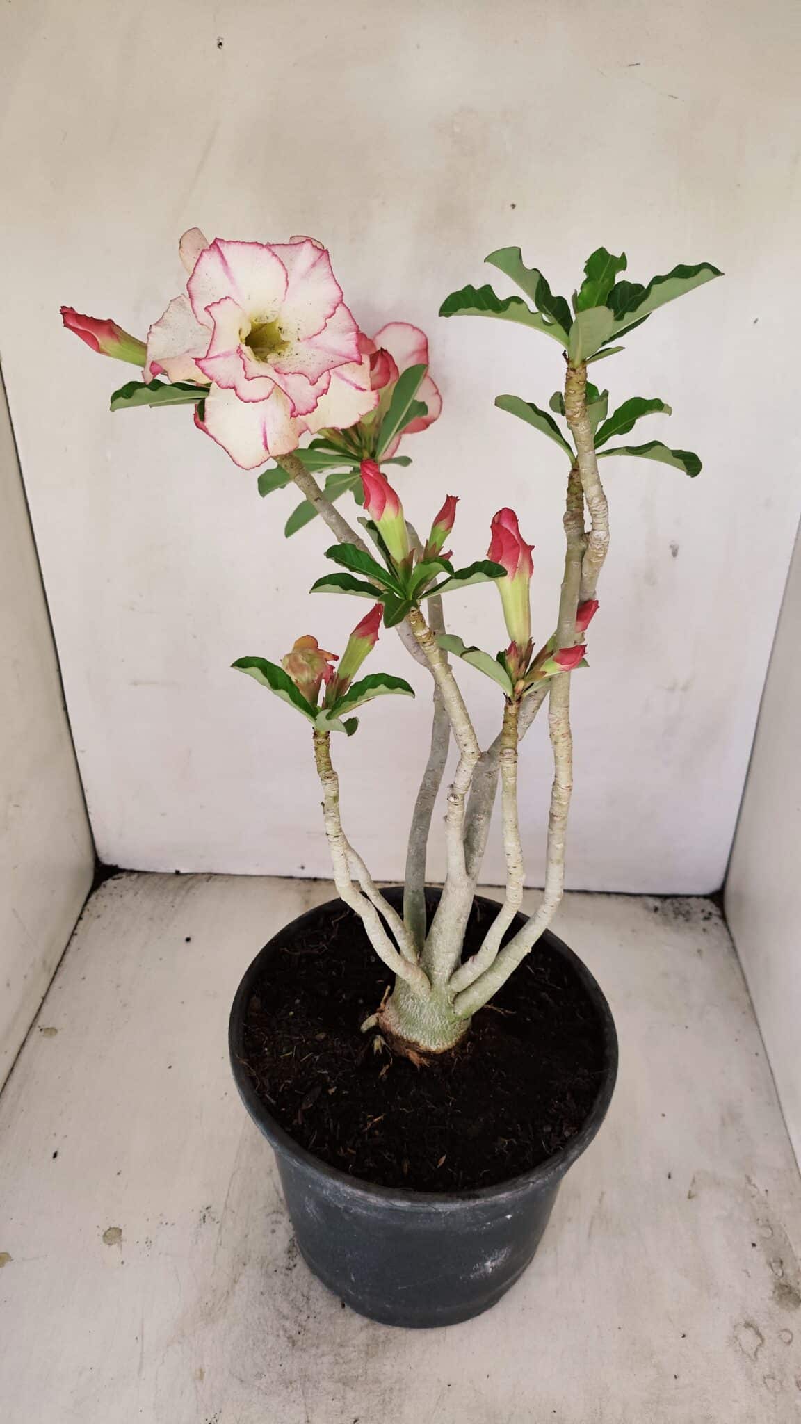Planta Dobrada 3459 – 40cm – 03 anos - foto 6