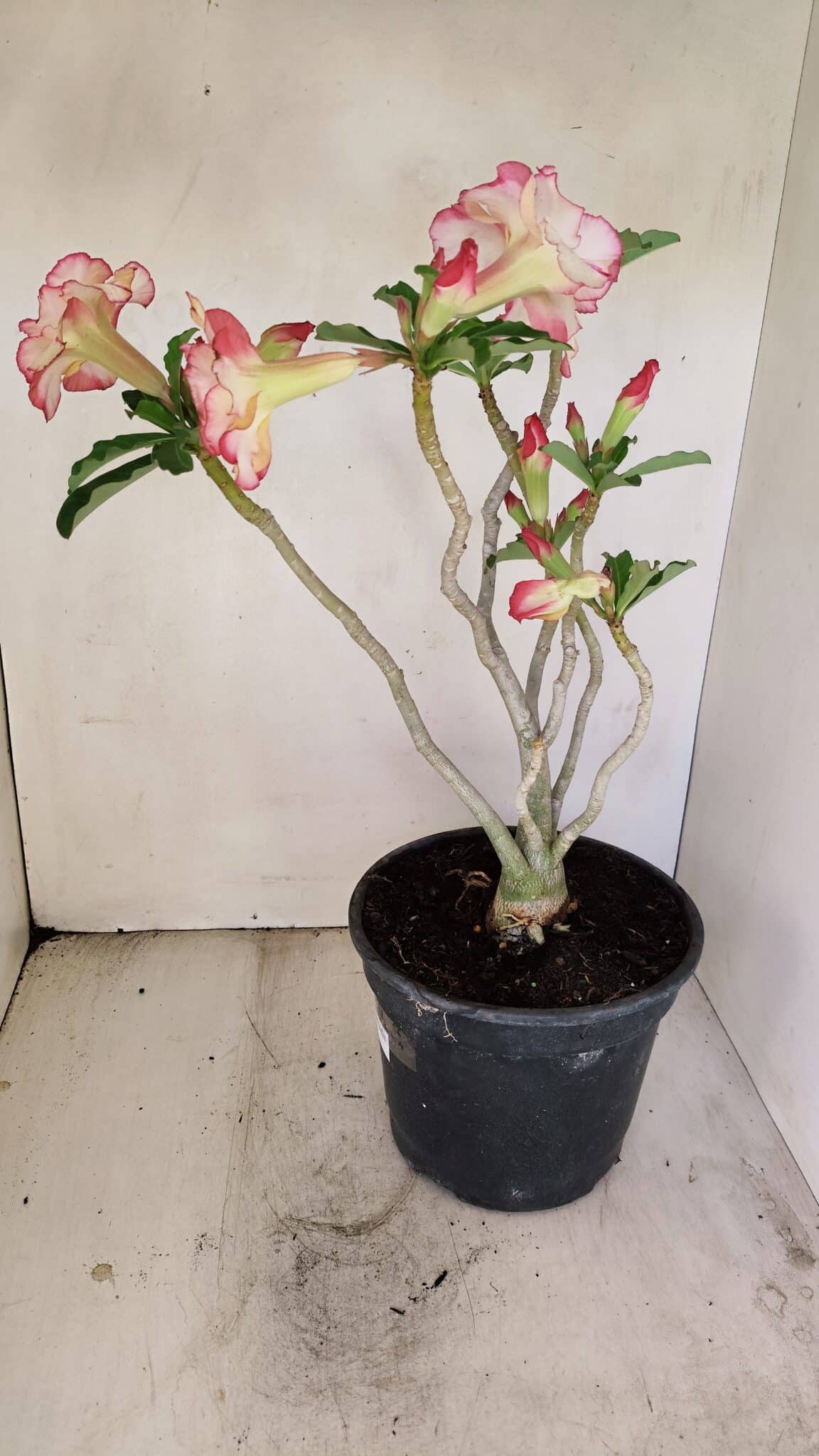 Planta Dobrada 3459 – 40cm – 03 anos - foto 5