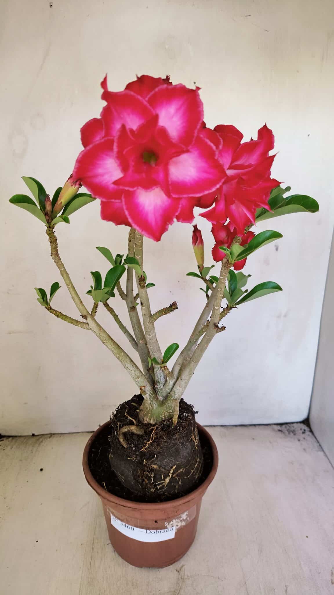 Planta Dobrada 3460 – 35cm – 03 anos - foto 2