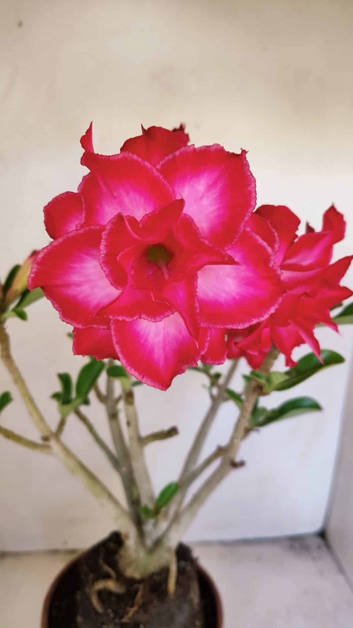 Planta Dobrada 3460 – 35cm – 03 anos - foto 3