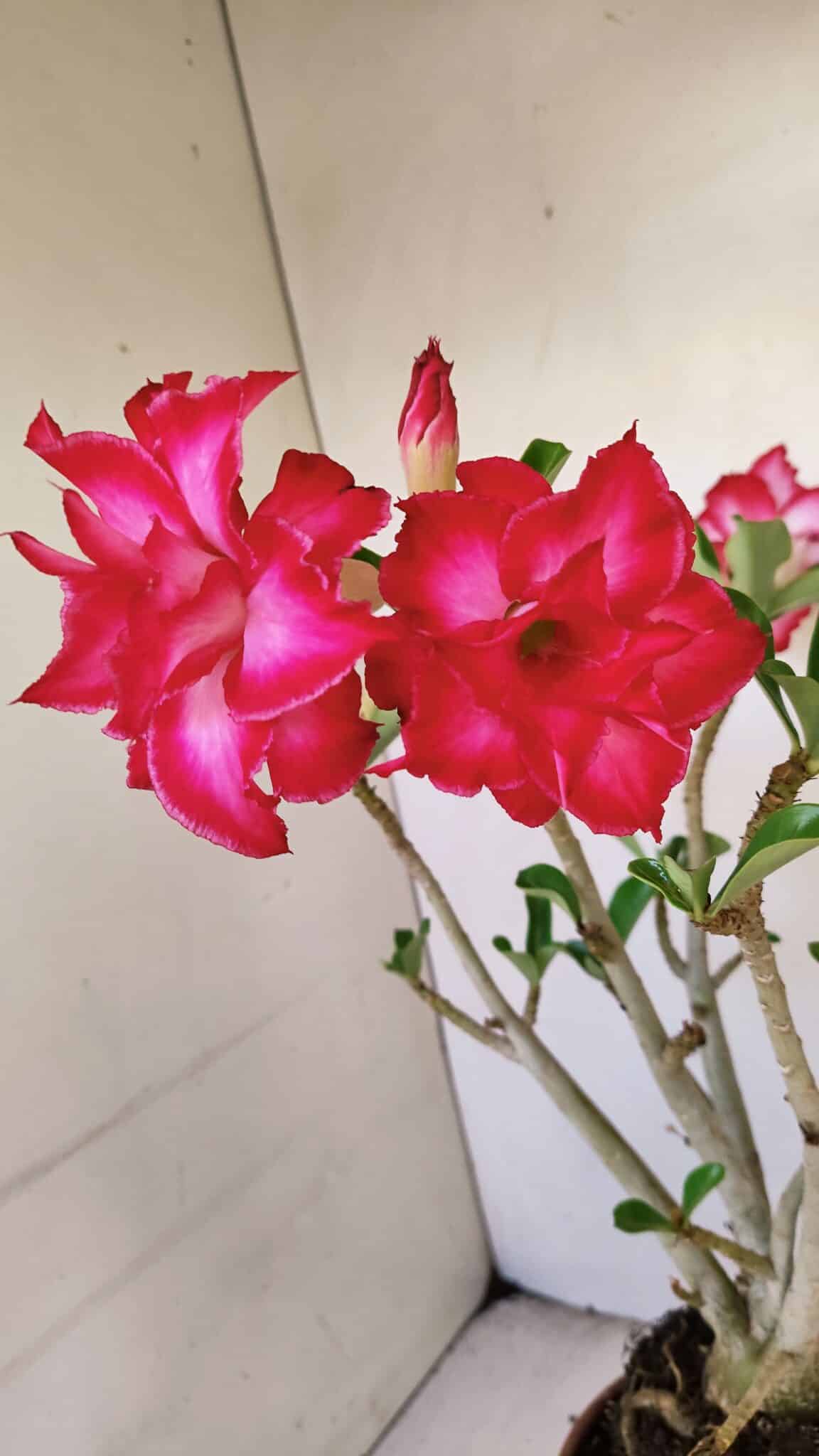Planta Dobrada 3460 – 35cm – 03 anos - foto 4