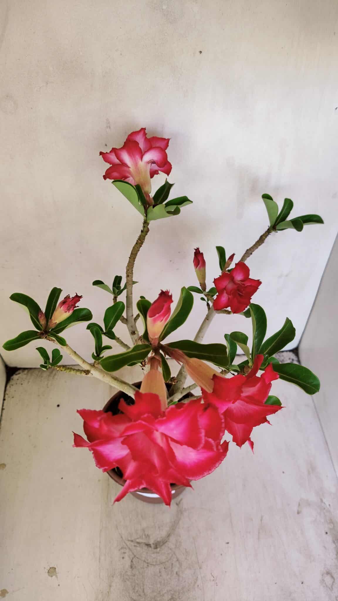 Planta Dobrada 3460 – 35cm – 03 anos - foto 6