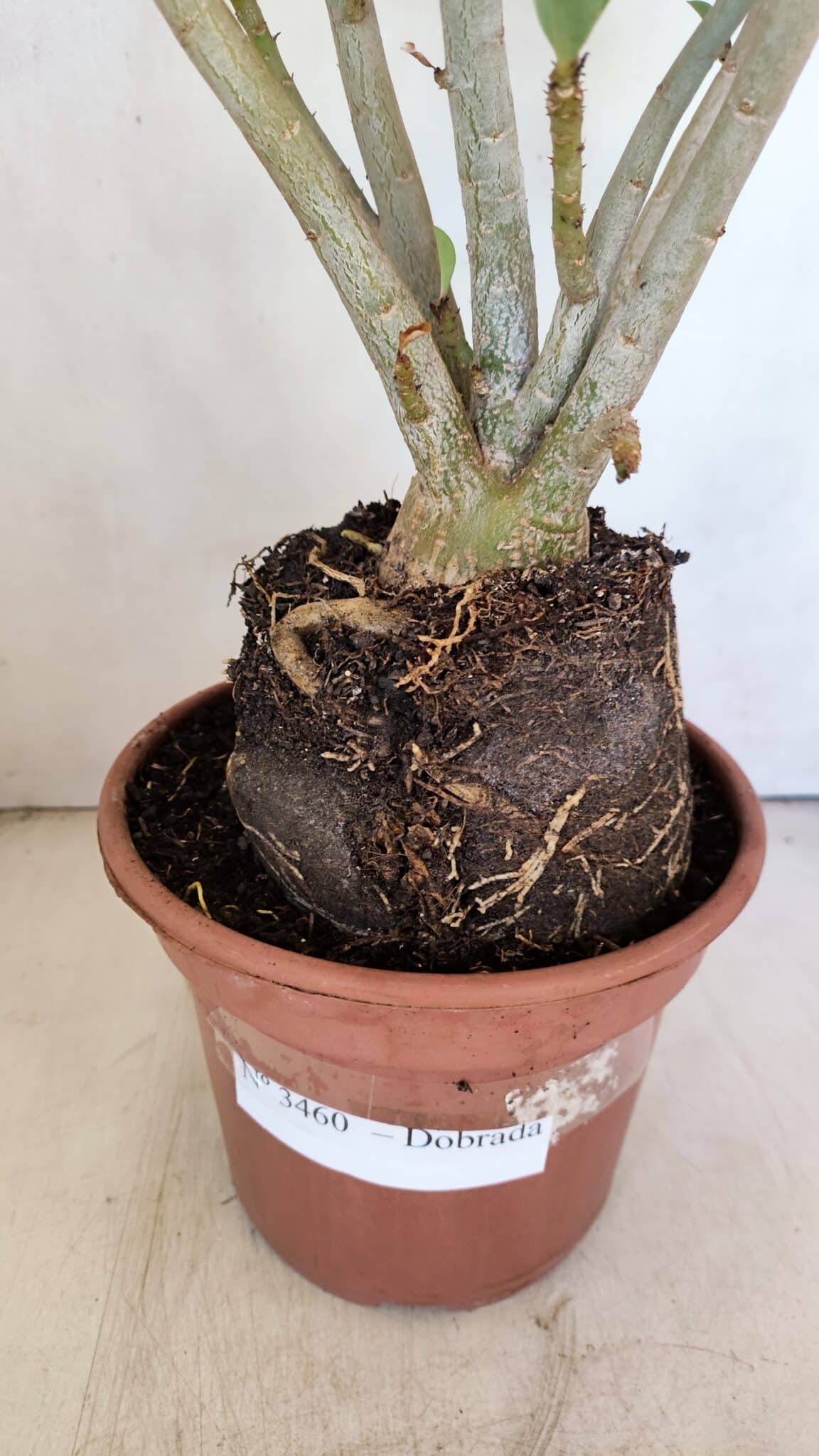 Planta Dobrada 3460 – 35cm – 03 anos - foto 5