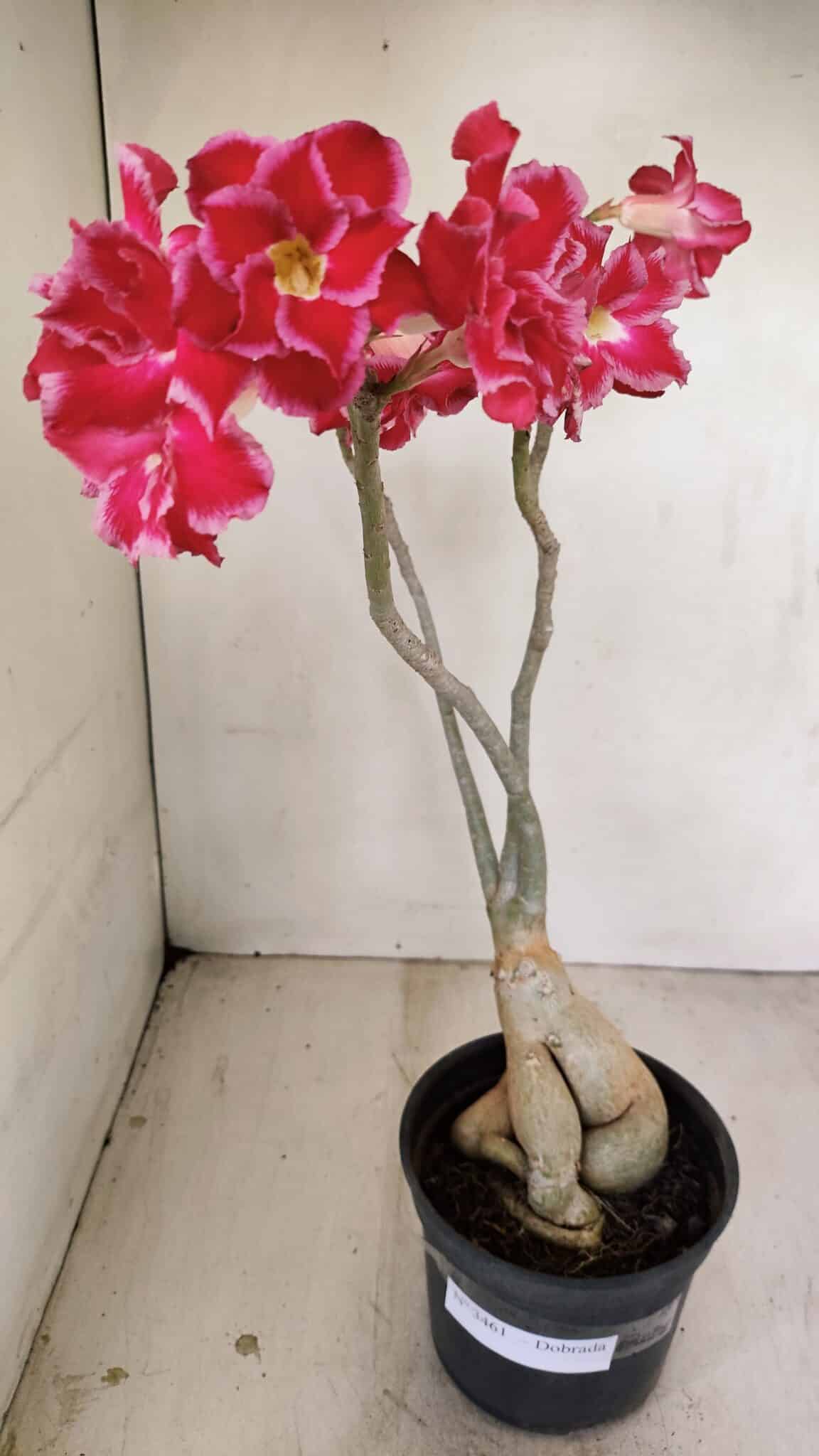 Planta Dobrada 3461 – 40cm – 03 anos - foto 2