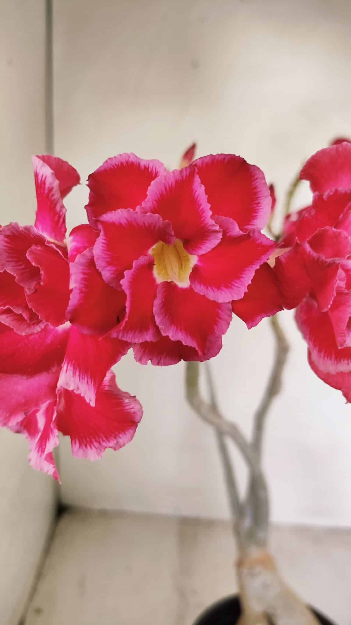 Planta Dobrada 3461 – 40cm – 03 anos - foto 3